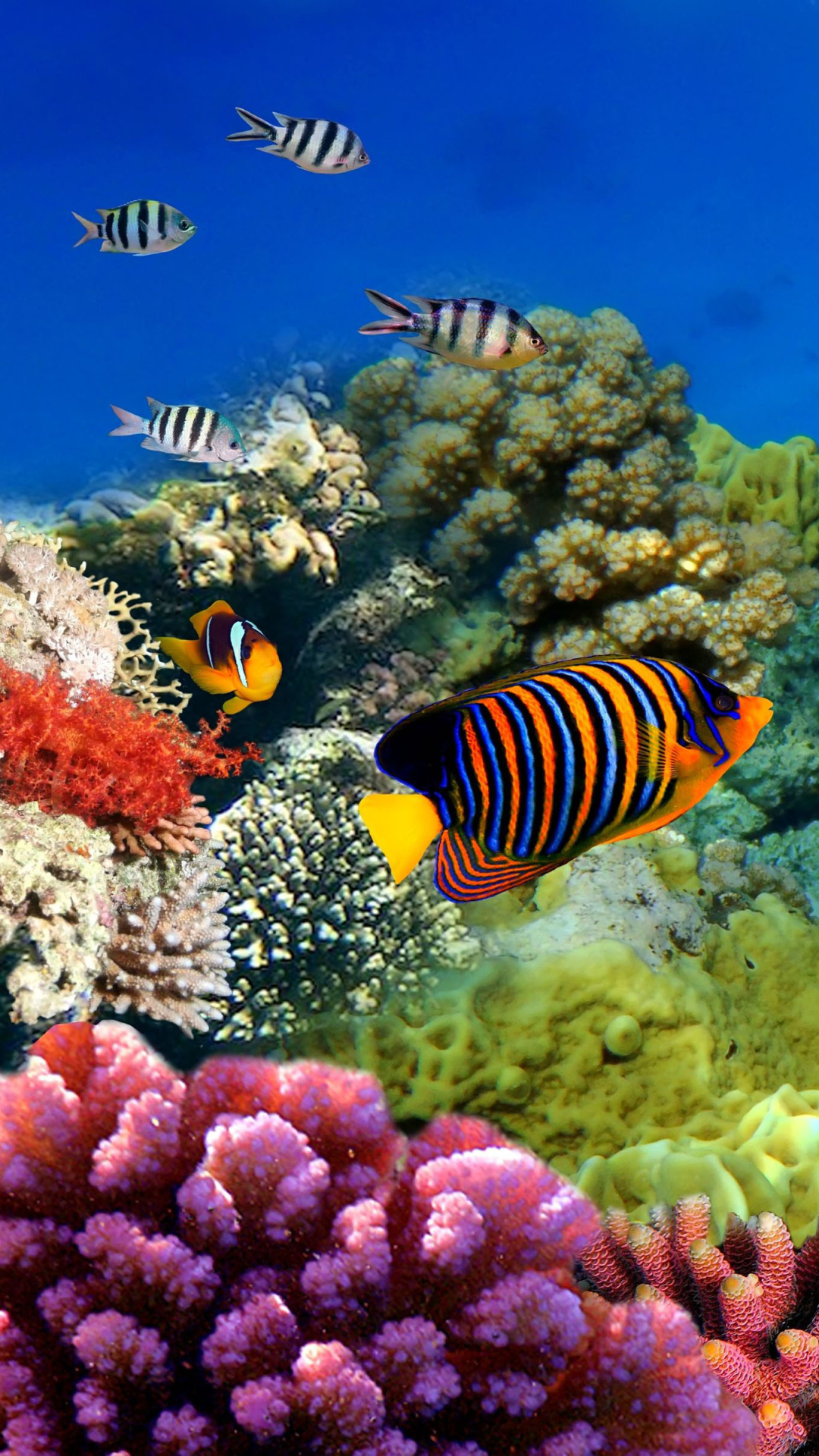 1133822 скачать обои кораллы, рыбы, животные, цвета, коралловый, большой барьерный риф, подводный - заставки и картинки бесплатно