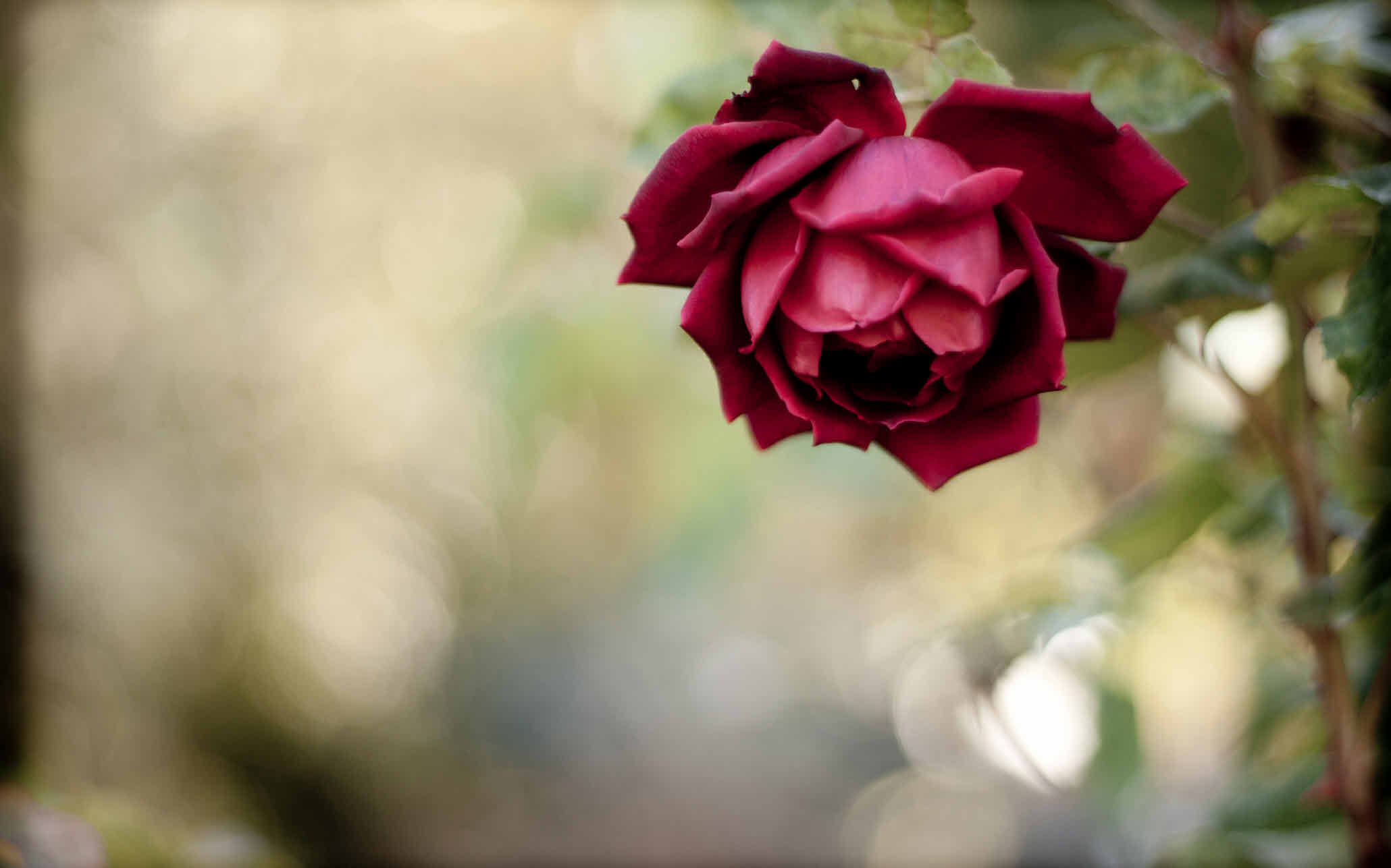 Téléchargez gratuitement l'image Fleurs, Rose, Terre/nature sur le bureau de votre PC