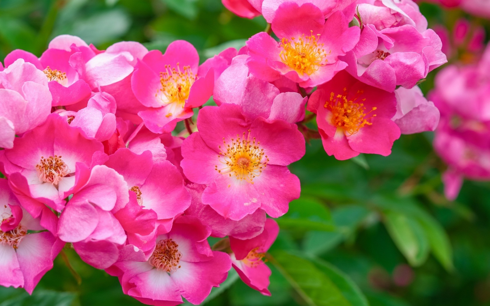 Free download wallpaper Flowers, Flower, Close Up, Earth, Blossom, Pink Flower on your PC desktop