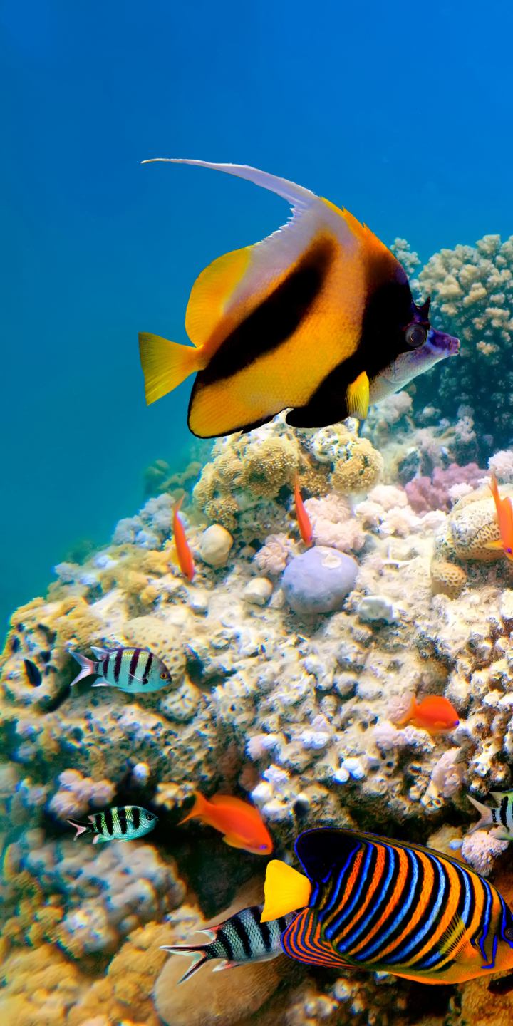 coral reef, animal, fish, turtle, underwater, fishes