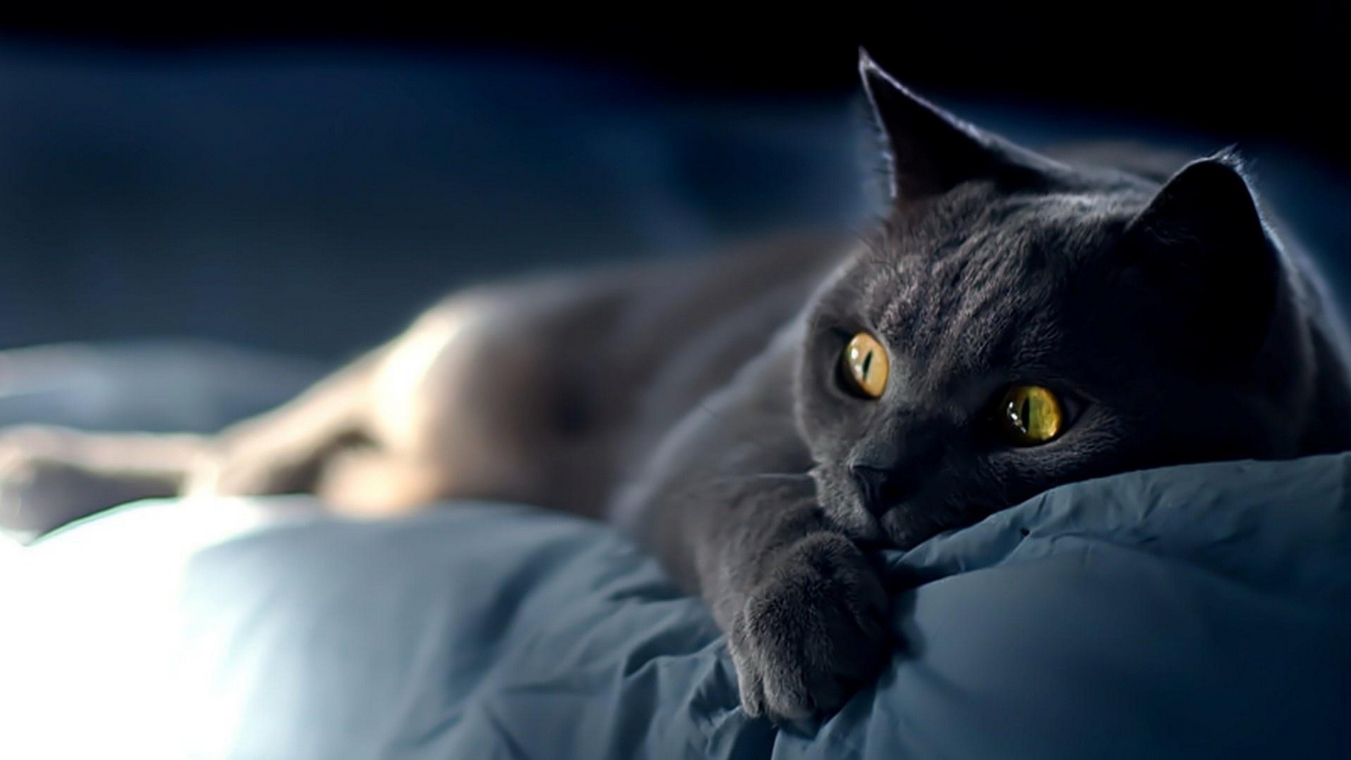 Téléchargez des papiers peints mobile Animaux, Chat gratuitement.