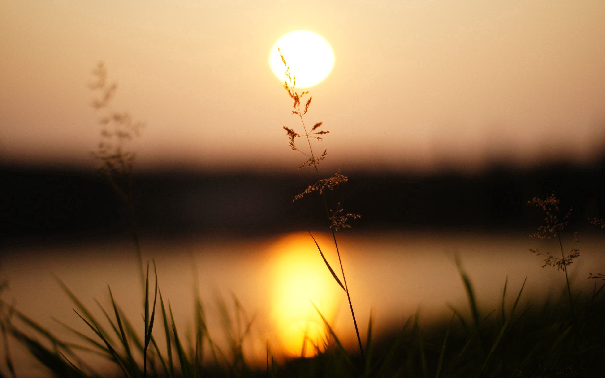sunlight, sunset, grass, macro High Definition image