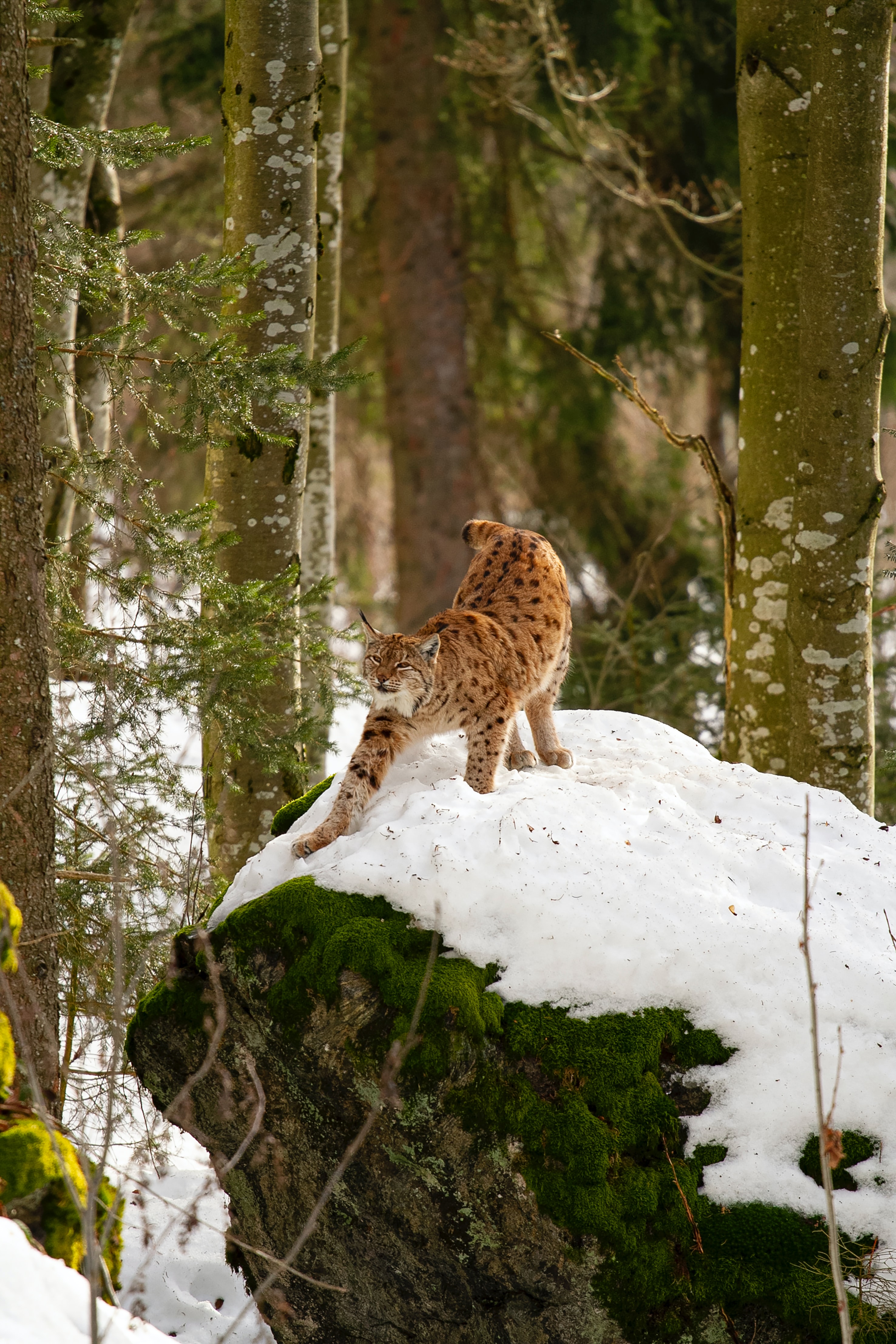 Free download wallpaper Animals, Trees, Snow, Iris, Predator, Big Cat on your PC desktop