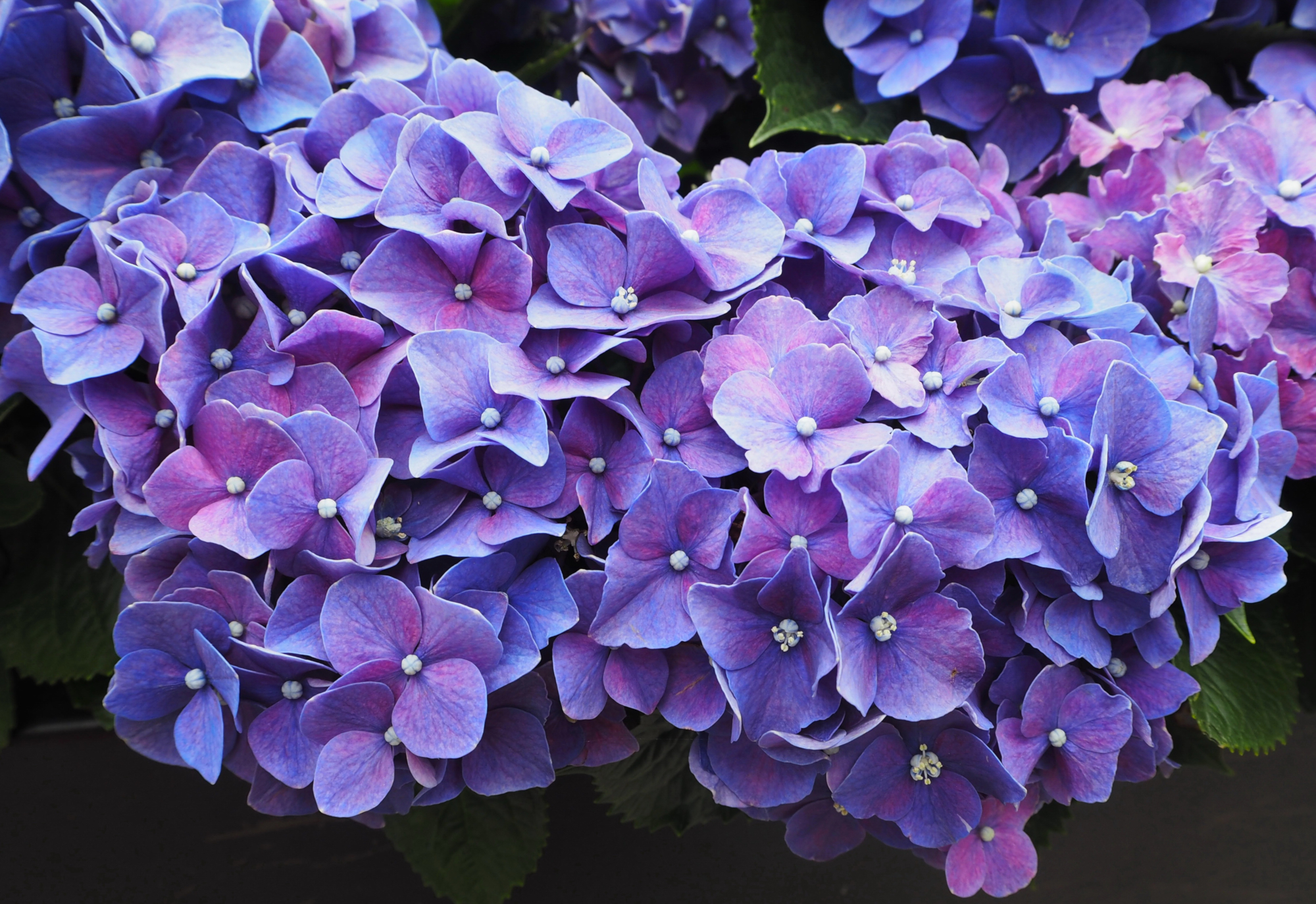 Descarga gratis la imagen Flores, Flor, Hortensia, Flor Purpura, Tierra/naturaleza en el escritorio de tu PC