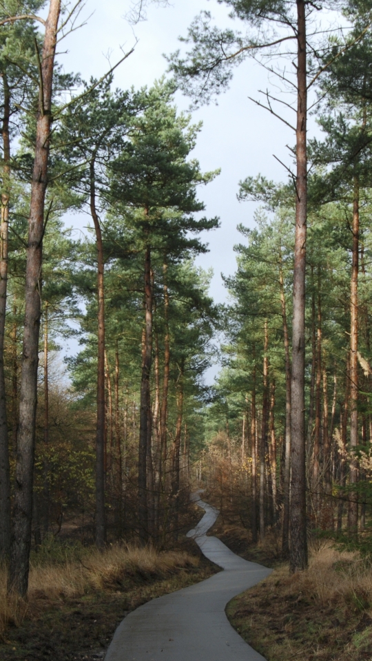 Descarga gratuita de fondo de pantalla para móvil de Naturaleza, Camino, Bosque, Árbol, Tierra/naturaleza.