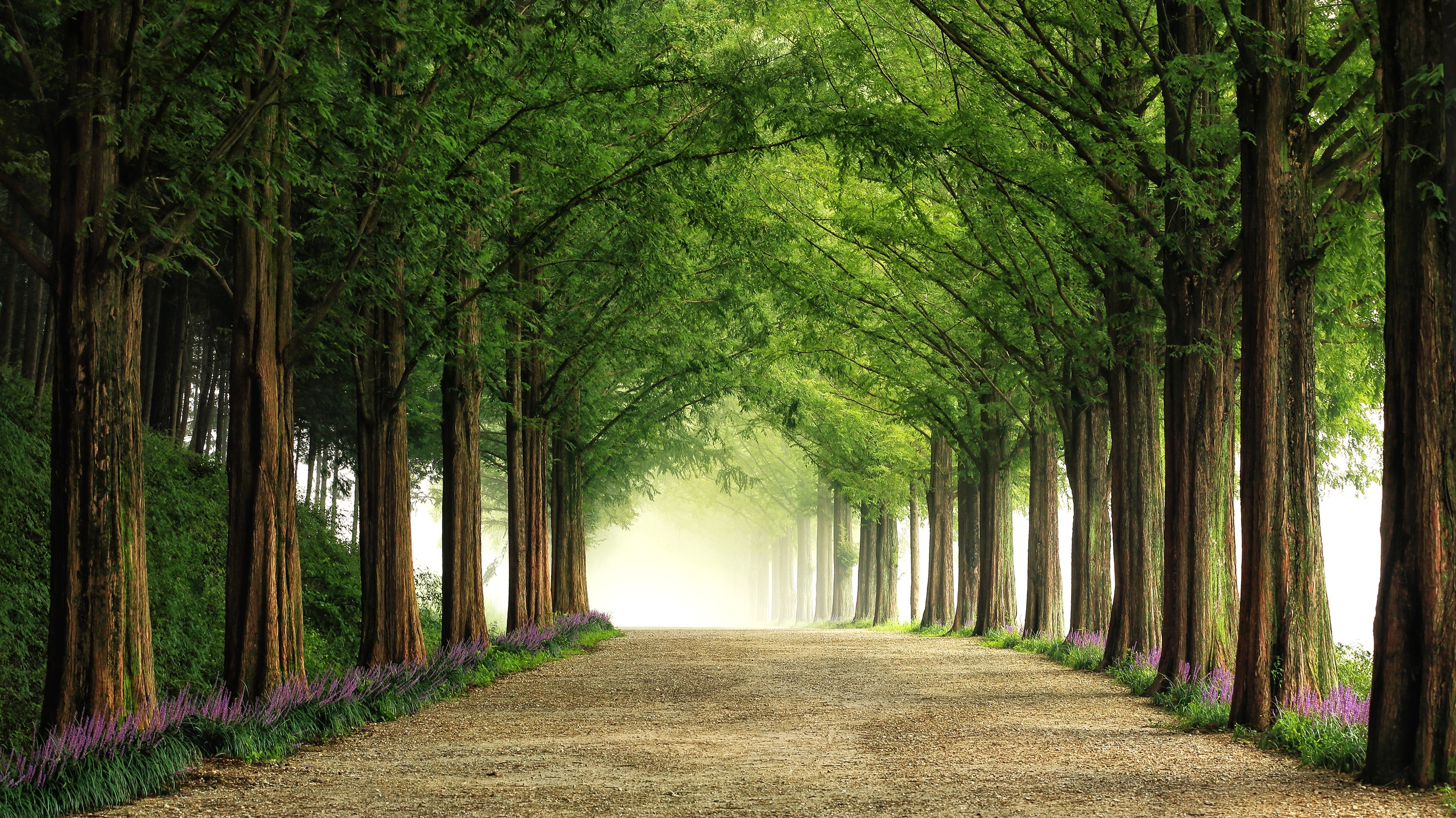 Download mobile wallpaper Nature, Tree, Path, Man Made, Tree Lined for free.