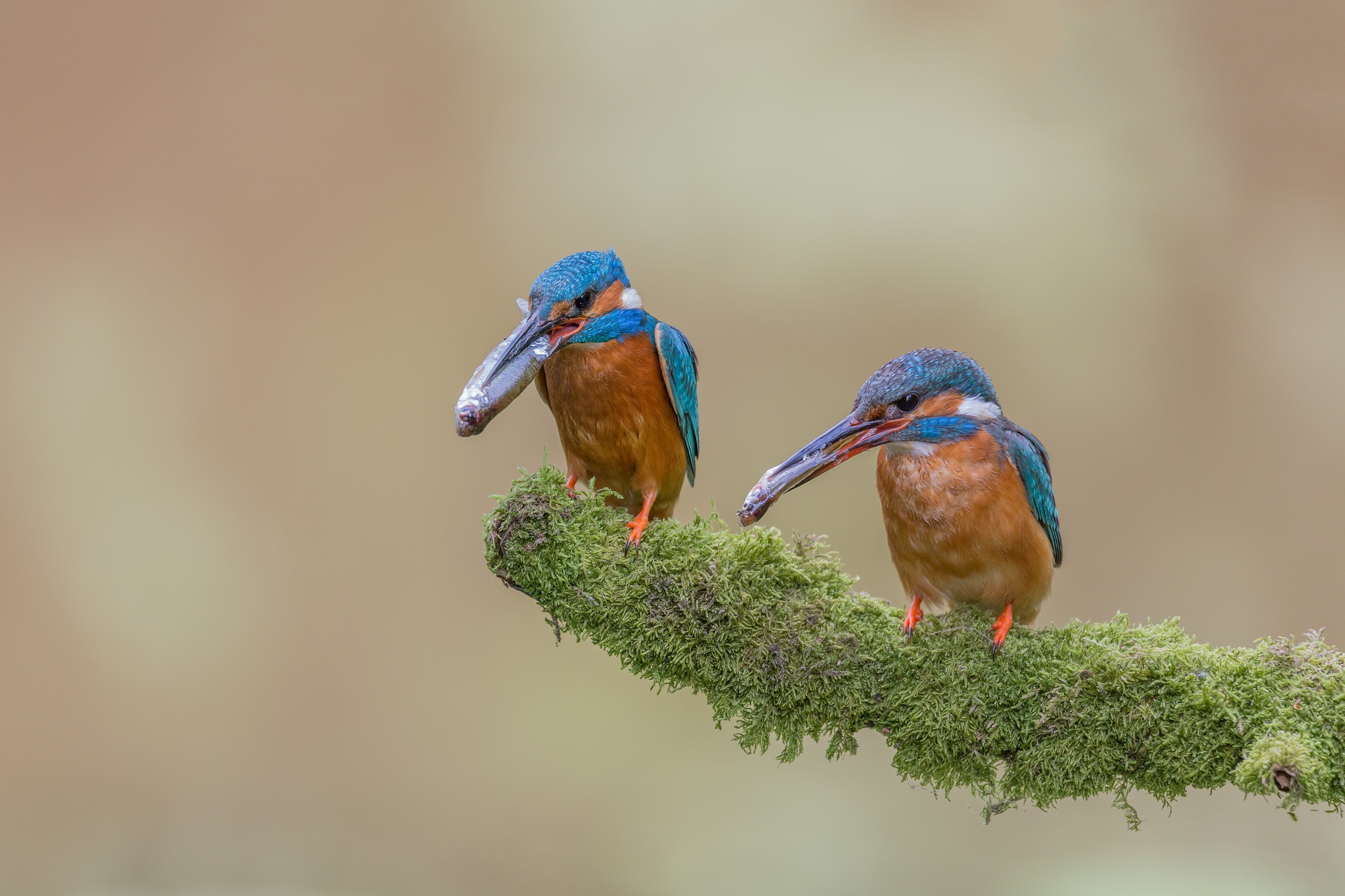 Download mobile wallpaper Birds, Bird, Animal, Kingfisher for free.