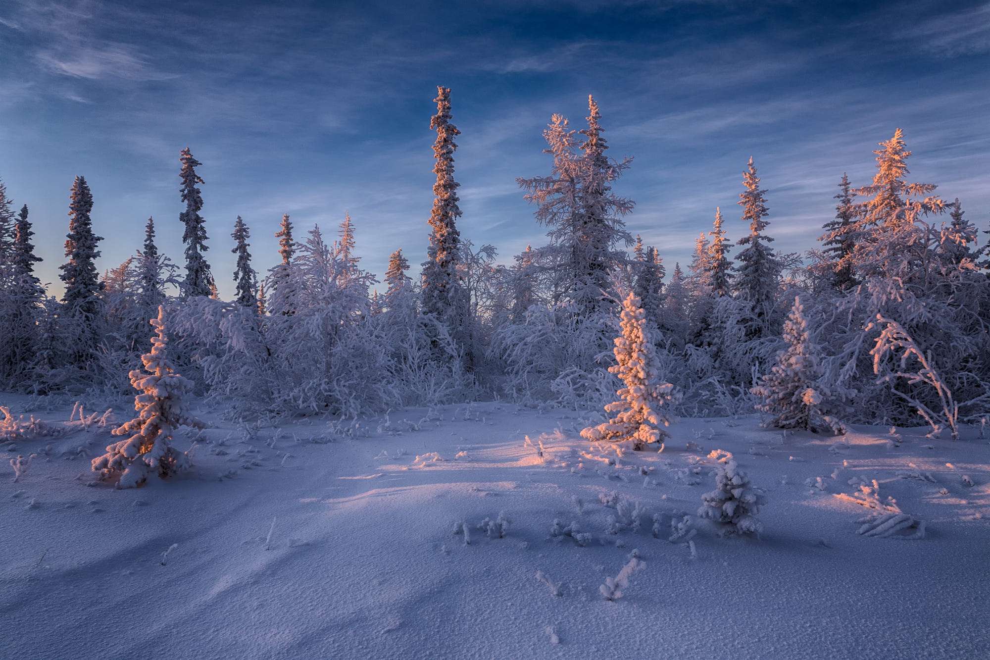 Baixe gratuitamente a imagem Inverno, Neve, Floresta, Abeto, Terra/natureza na área de trabalho do seu PC