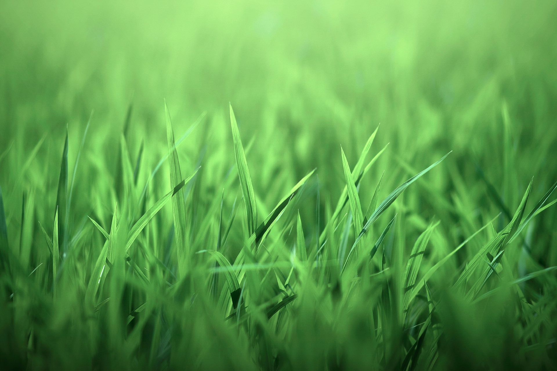 Download mobile wallpaper Field, Grass, Macro, Lawn, Light Coloured, Light for free.