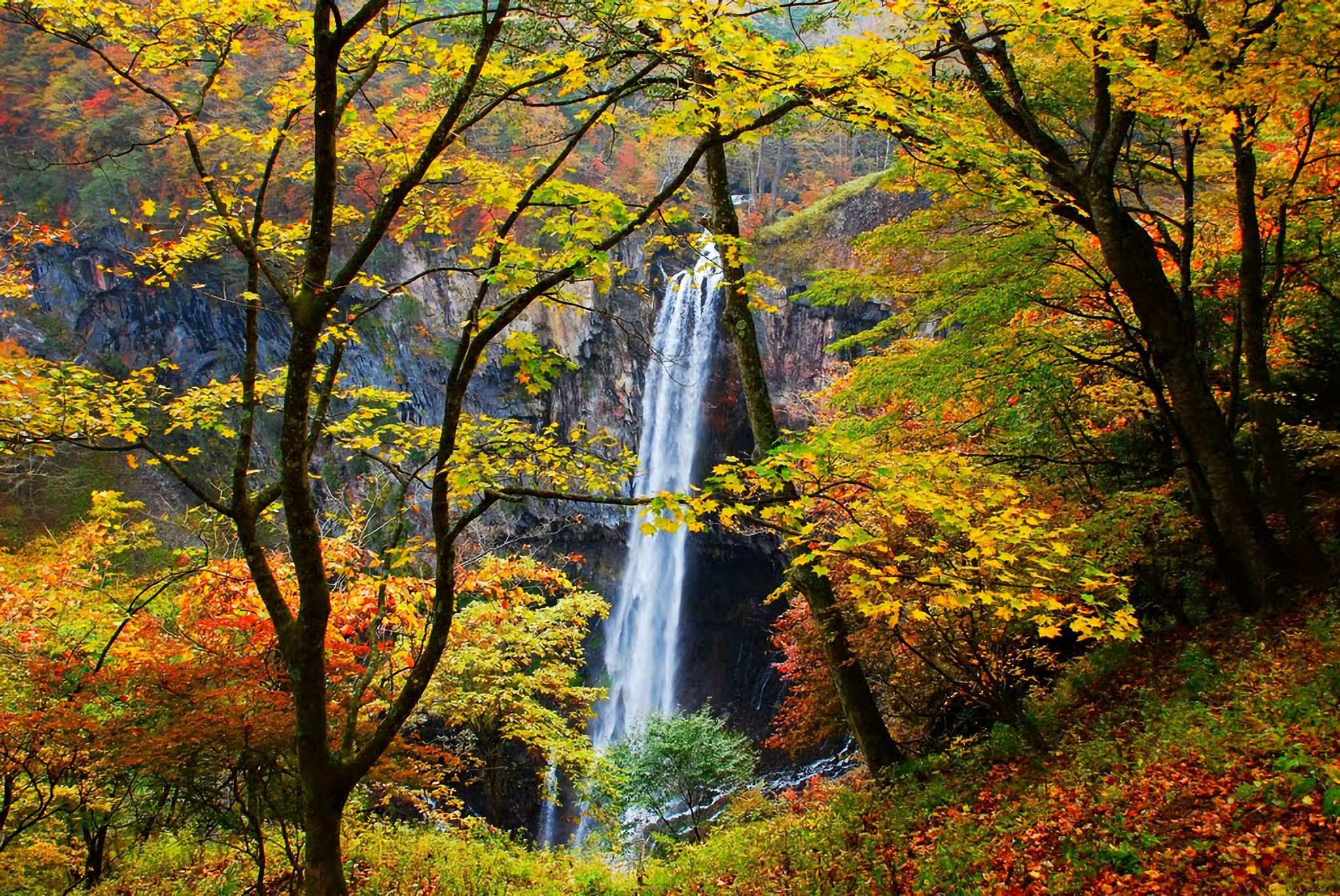 Download mobile wallpaper Waterfalls, Waterfall, Forest, Tree, Fall, Earth for free.