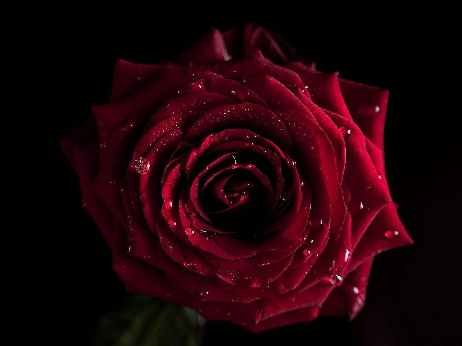 desktop Images drops, roses, plants, flowers, black
