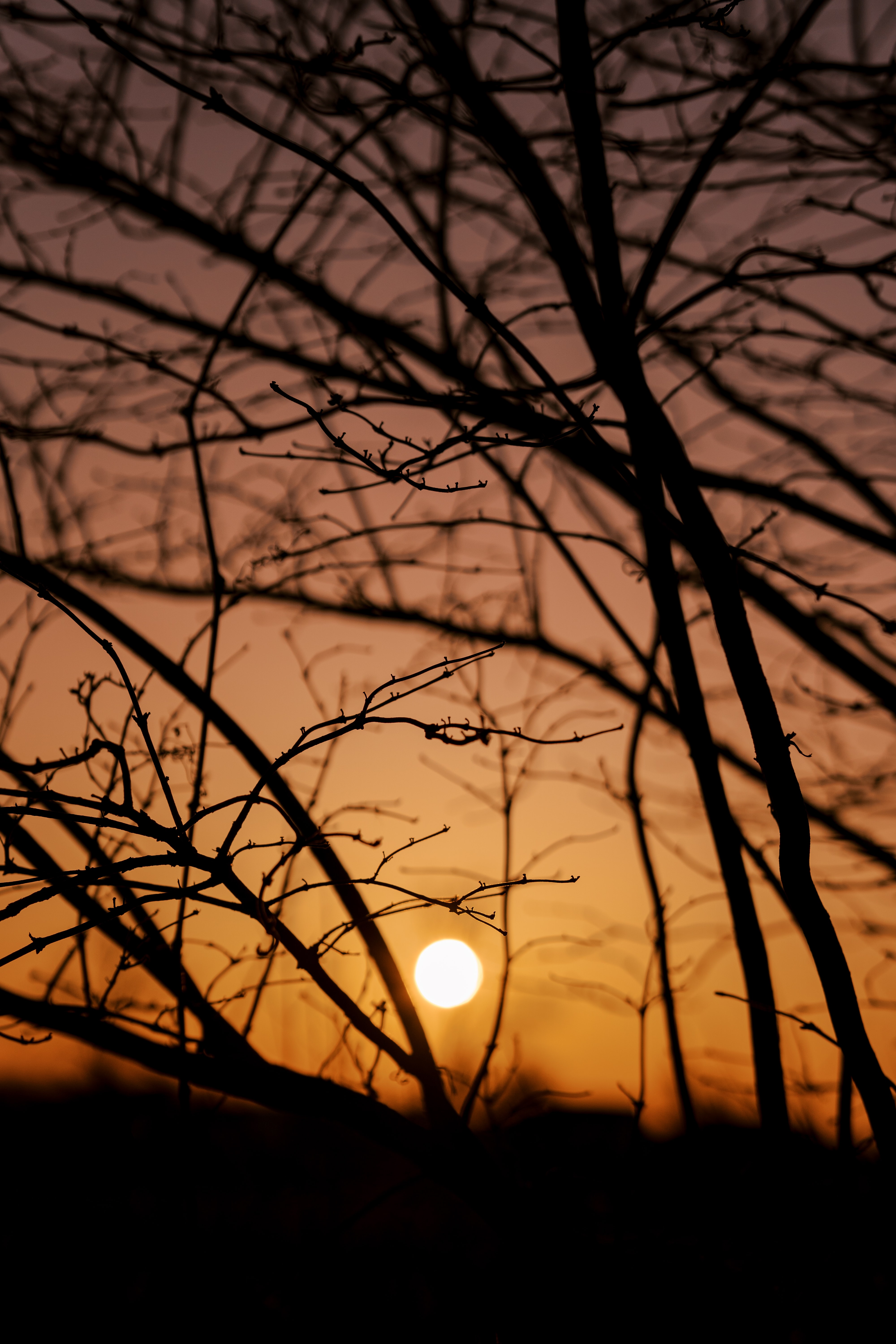Free download wallpaper Trees, Sun, Branches, Sunset, Dark on your PC desktop
