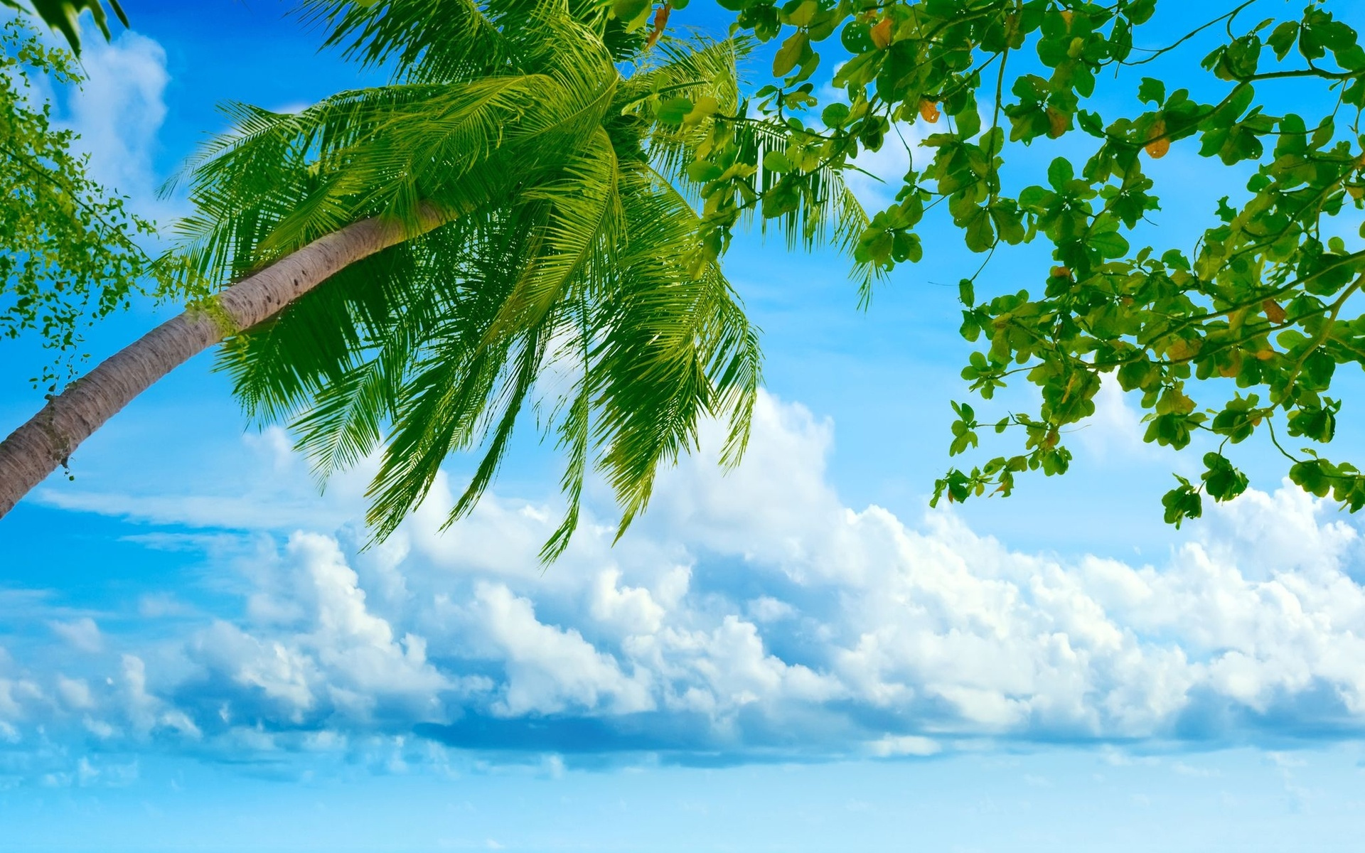 Скачать обои бесплатно Облака, Море, Пальмы, Пейзаж картинка на рабочий стол ПК