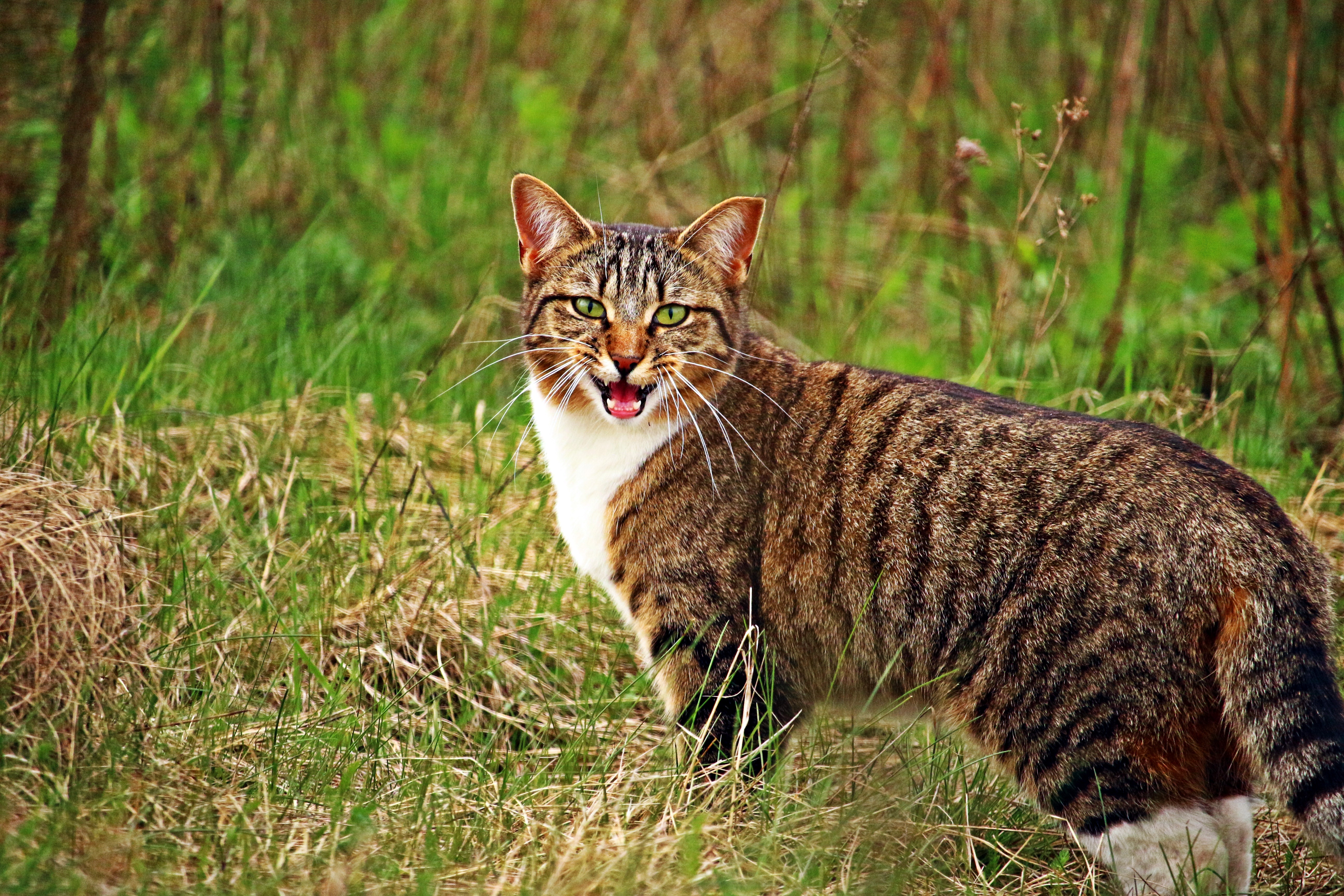 Free download wallpaper Animals, Grass, Scream, Cry, Cat on your PC desktop