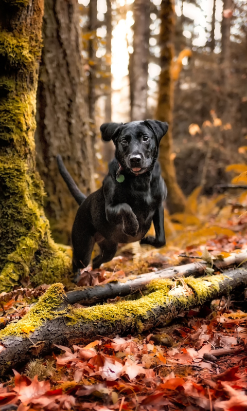 Handy-Wallpaper Tiere, Hunde, Herbst, Hund kostenlos herunterladen.