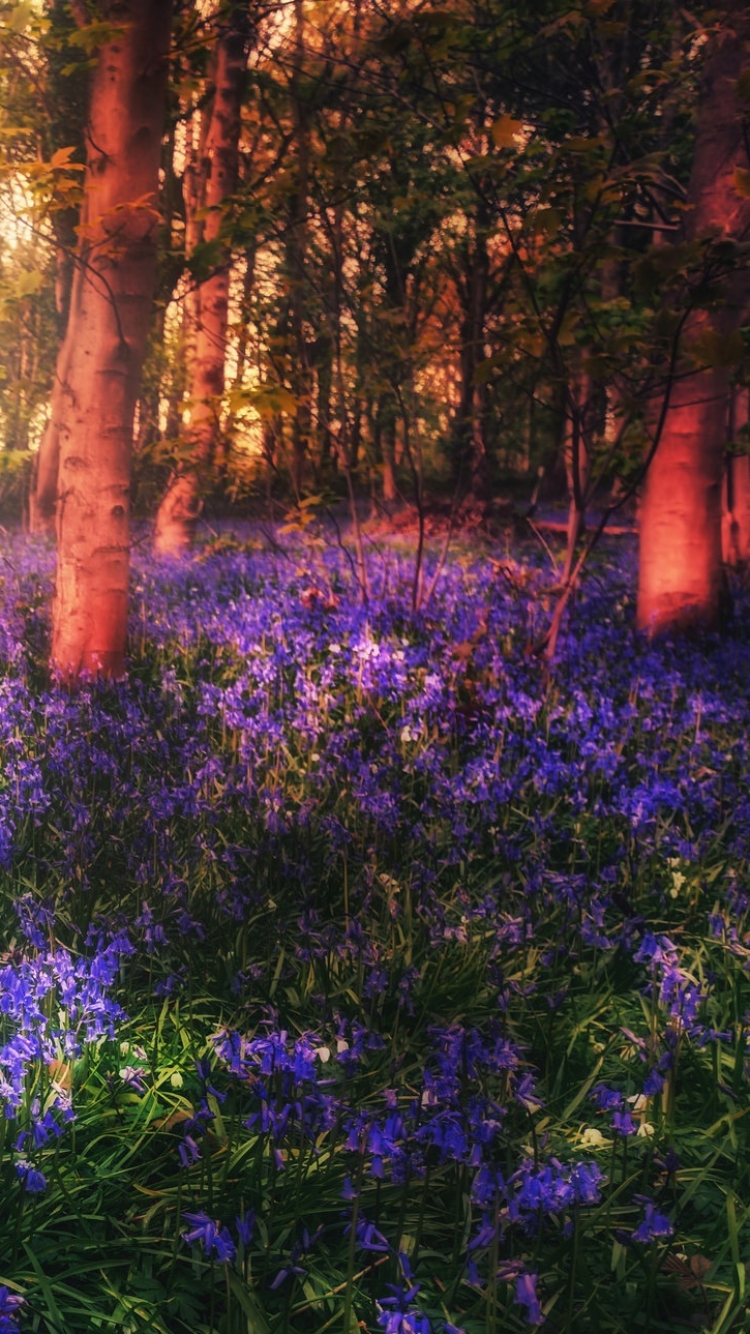 Download mobile wallpaper Nature, Flowers, Flower, Earth, Bluebell for free.