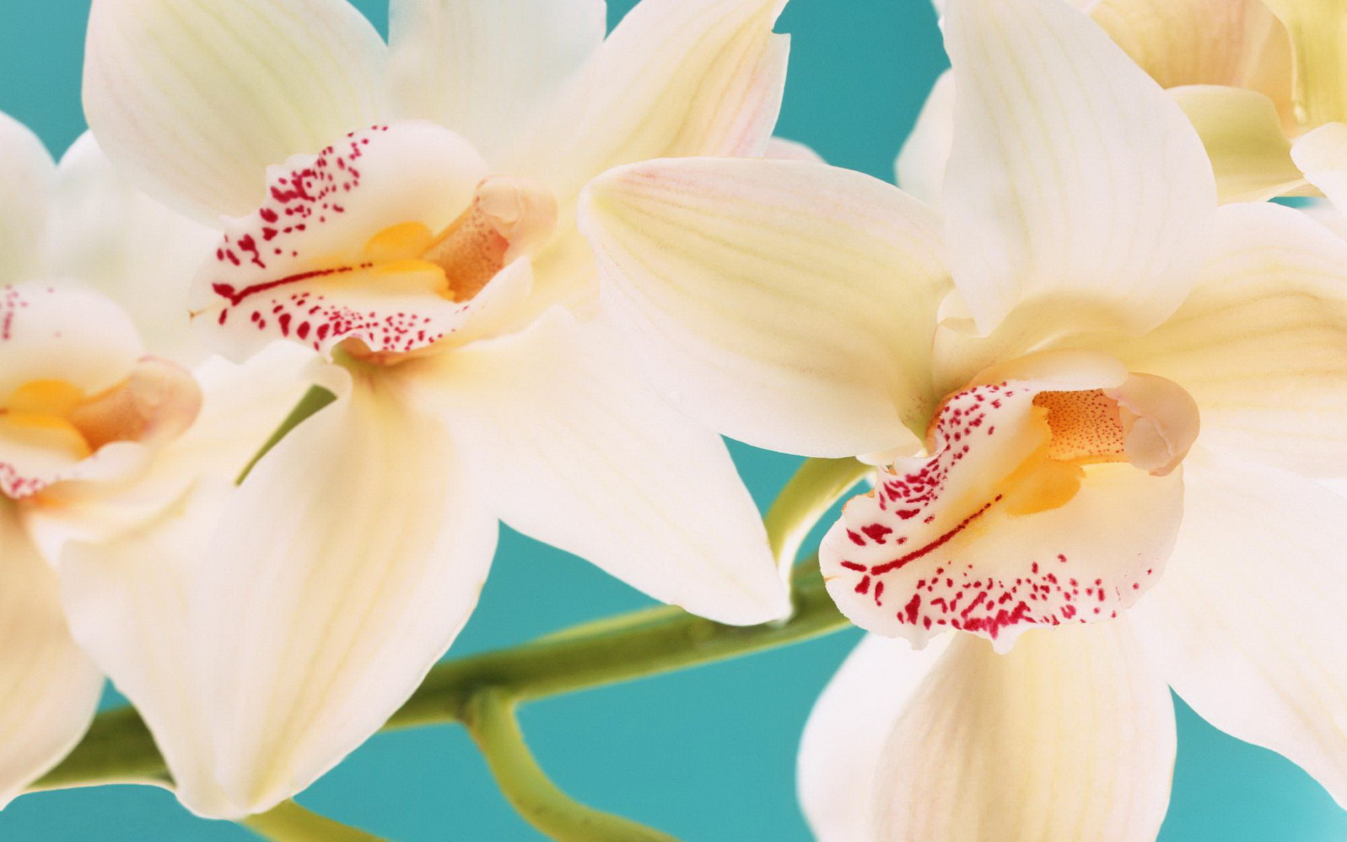 Завантажити шпалери безкоштовно Квітка, Земля, Орхідея, Флауерзи картинка на робочий стіл ПК