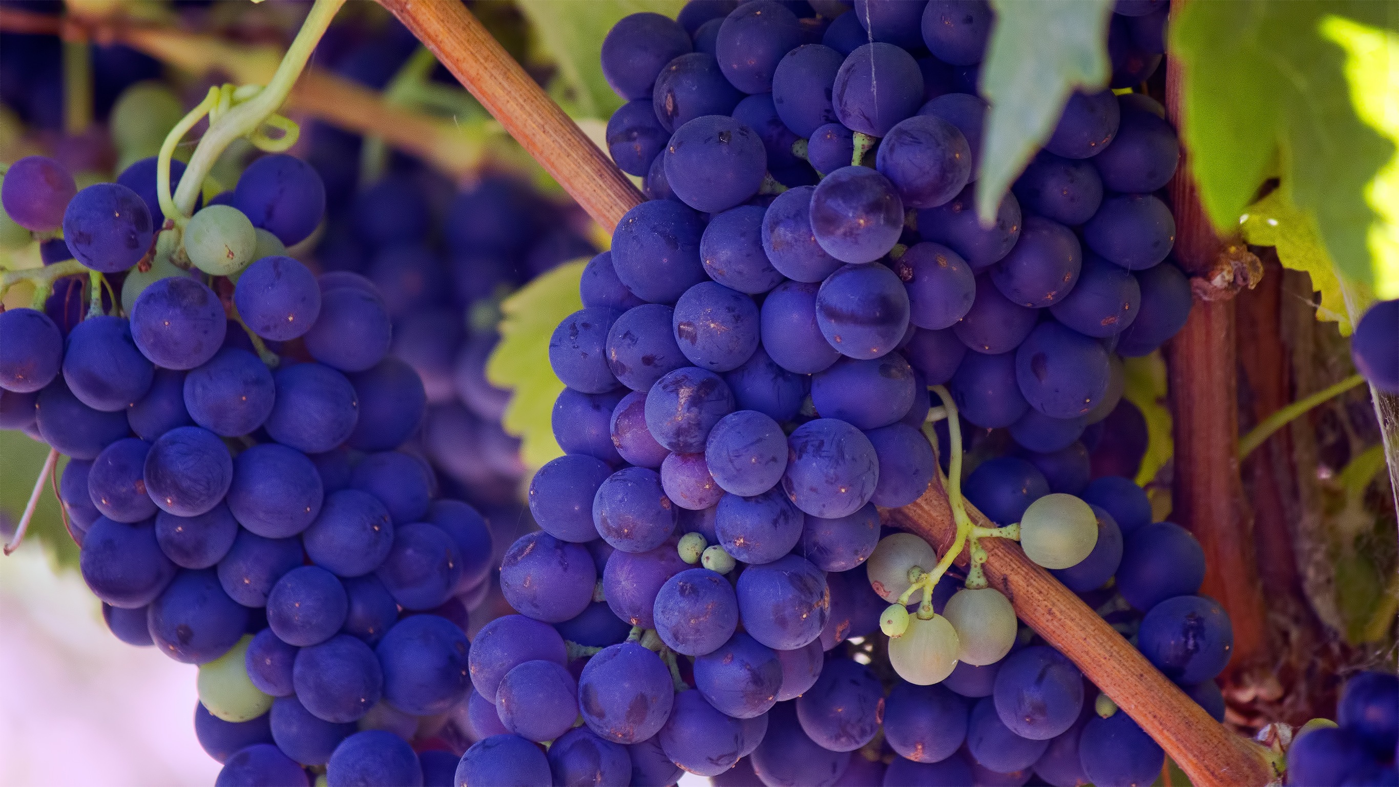  Grapes HQ Background Images
