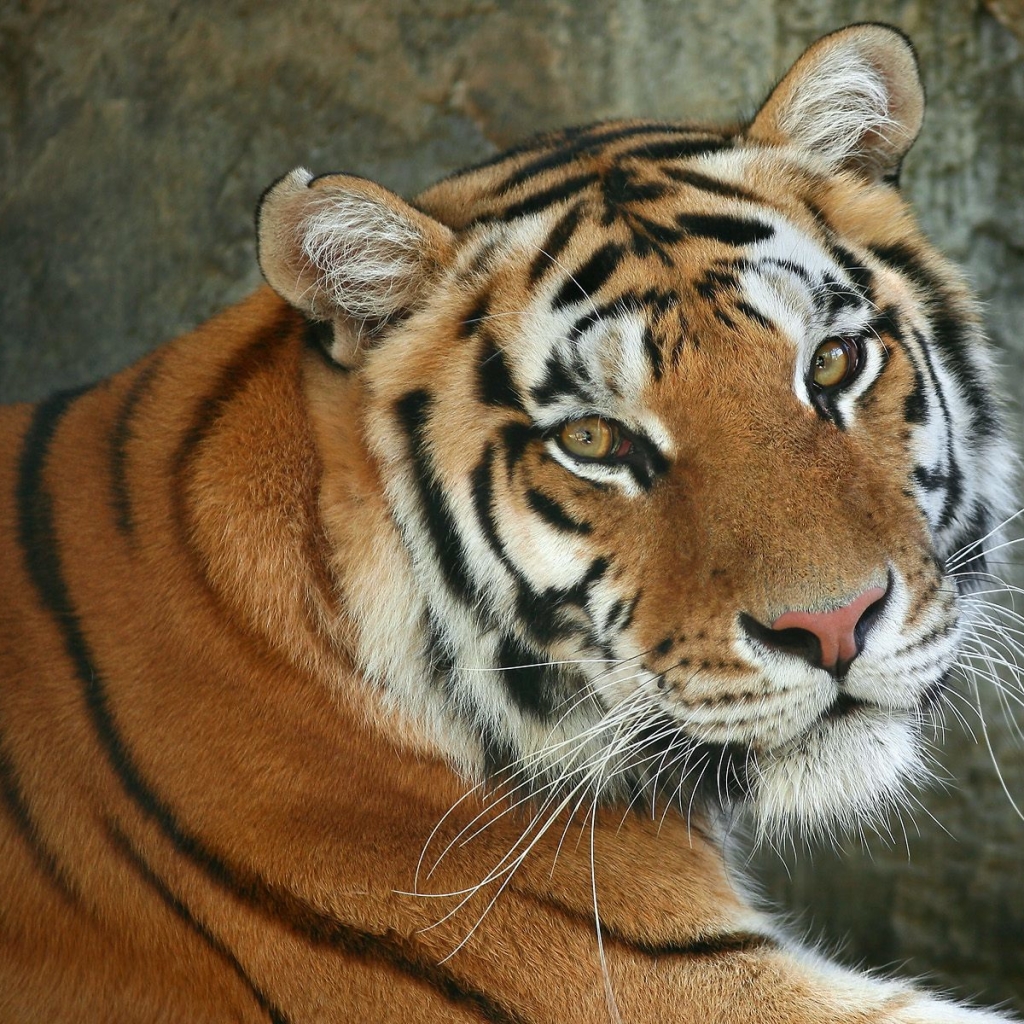 Descarga gratuita de fondo de pantalla para móvil de Animales, Gatos, Tigre.