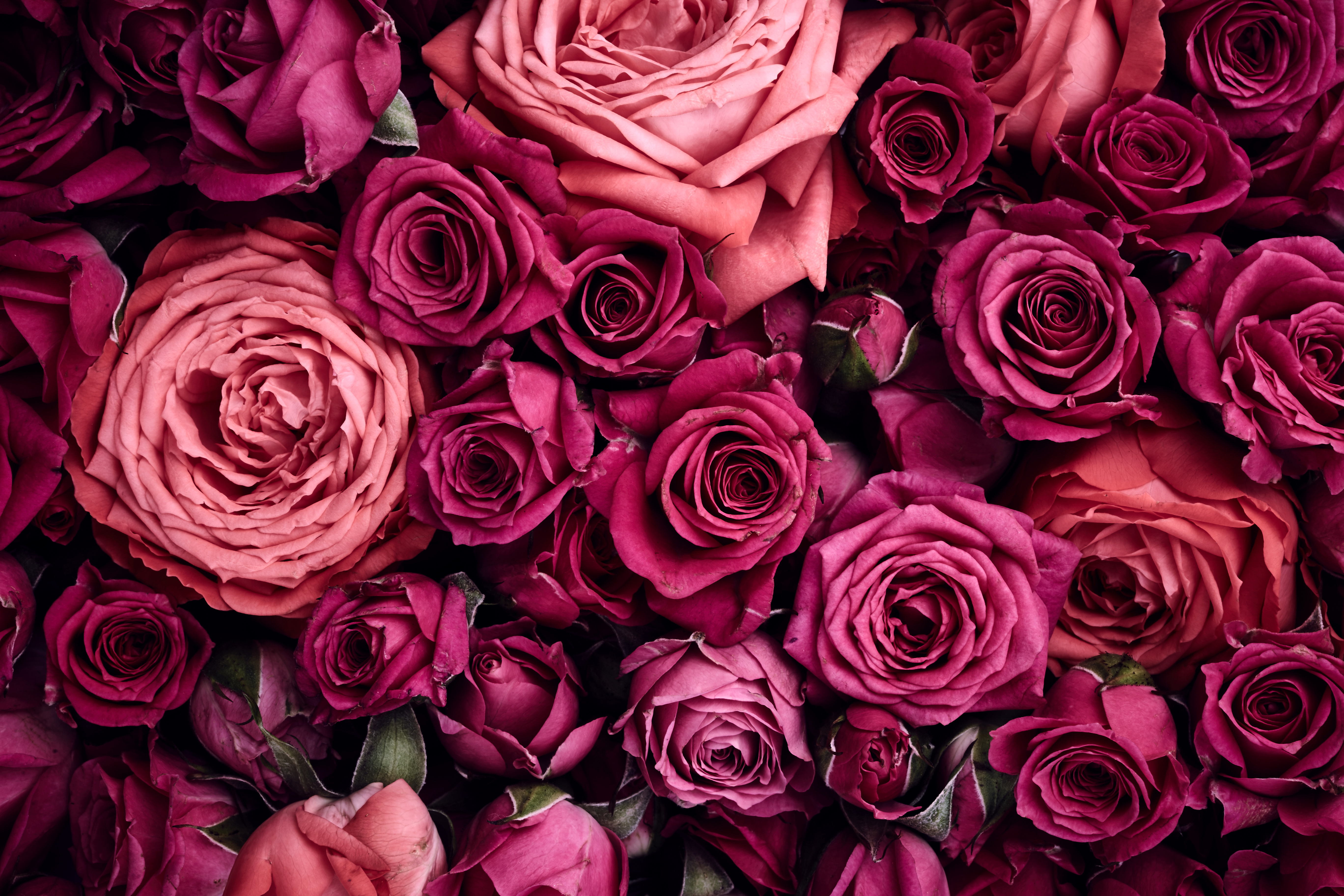 Скачать обои бесплатно Цветок, Роза, Земля/природа, Розовый Цветок, Флауэрсы картинка на рабочий стол ПК