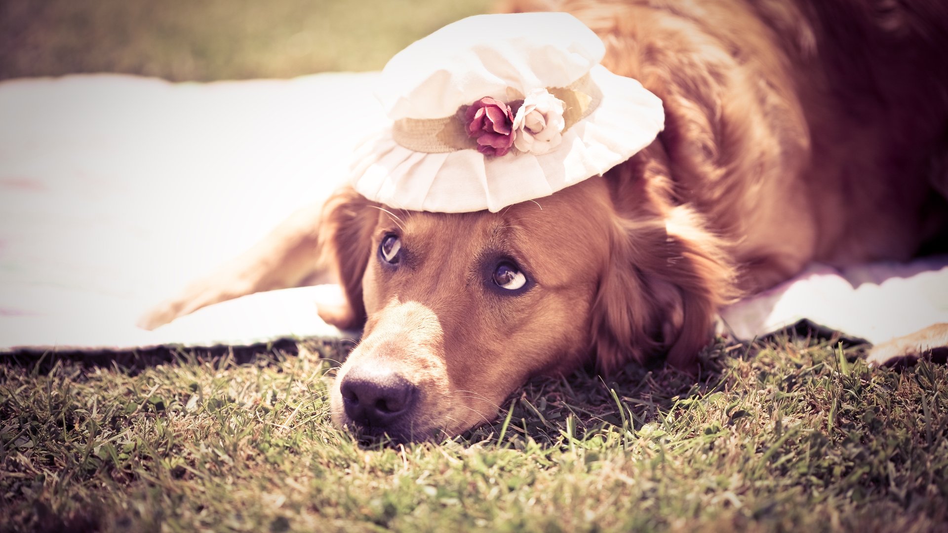 Baixe gratuitamente a imagem Animais, Cão, Golden Retriever na área de trabalho do seu PC