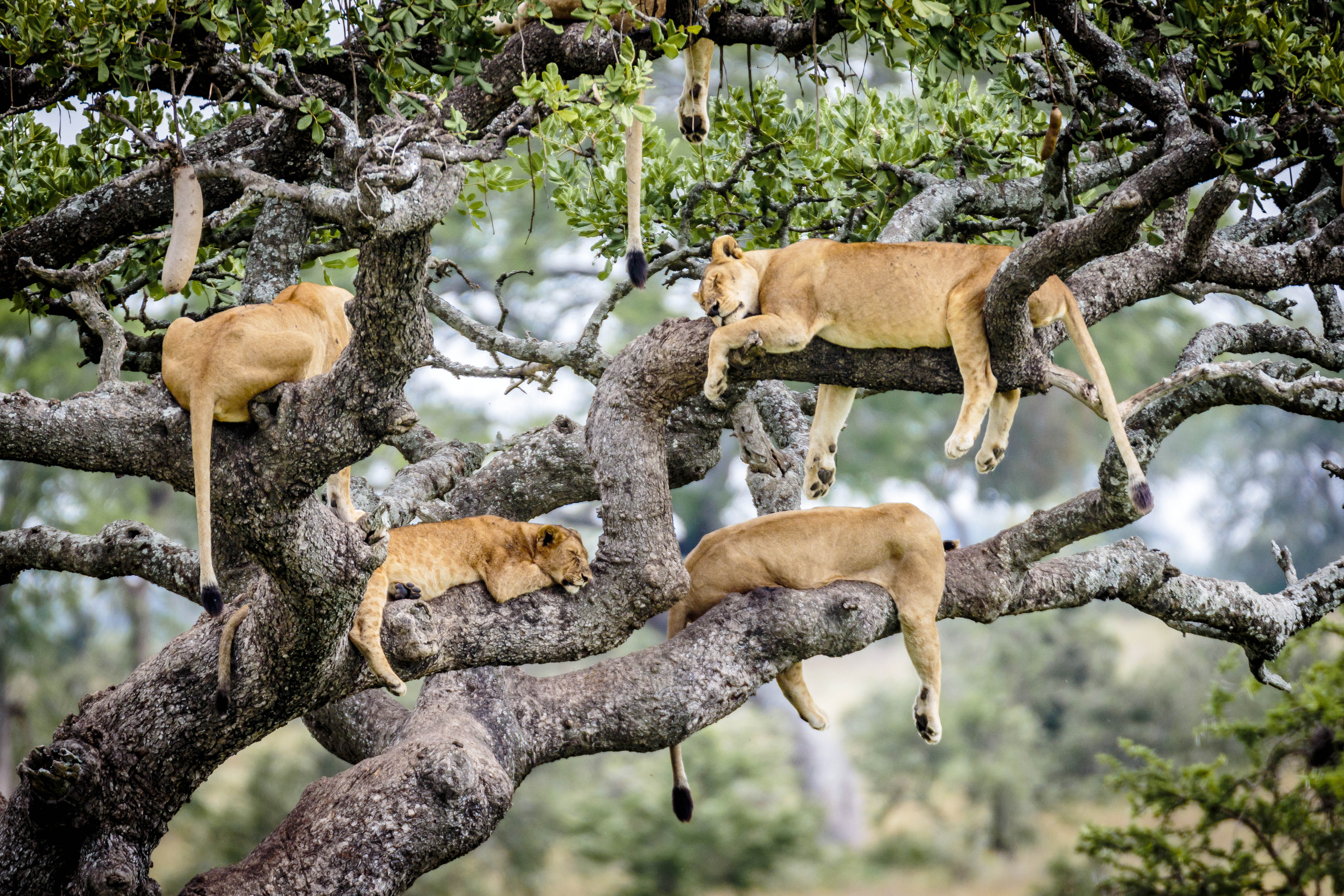 Baixe gratuitamente a imagem Animais, Gatos, Leão na área de trabalho do seu PC