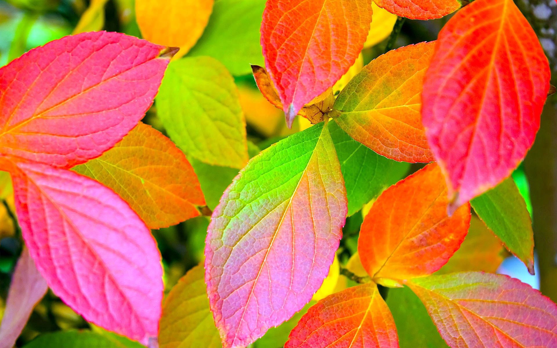 nature, color, yellow, green, leaves, red, colors, palette