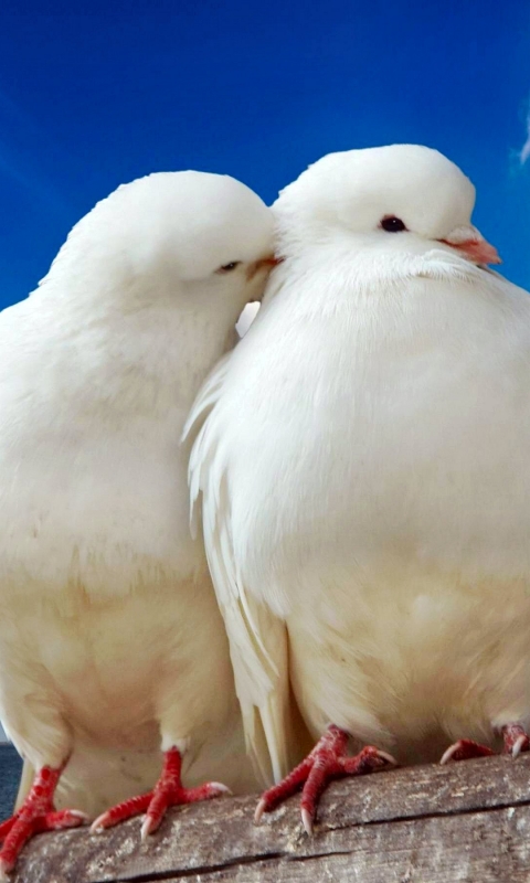Download mobile wallpaper Birds, Bird, Animal, Dove, Pigeon for free.