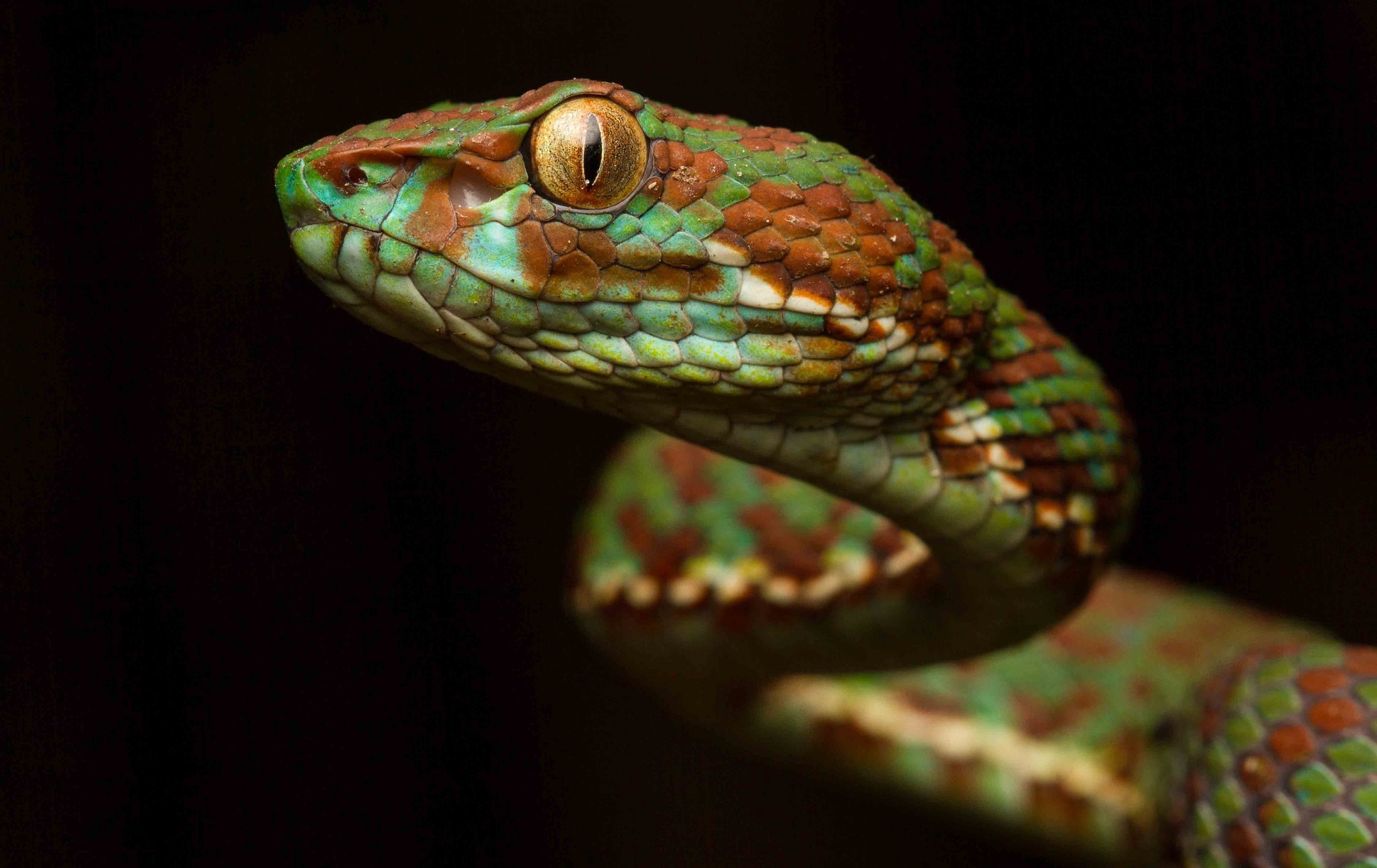 Descarga gratuita de fondo de pantalla para móvil de Animales, De Cerca, Reptil, Serpiente, Reptiles, Víbora.