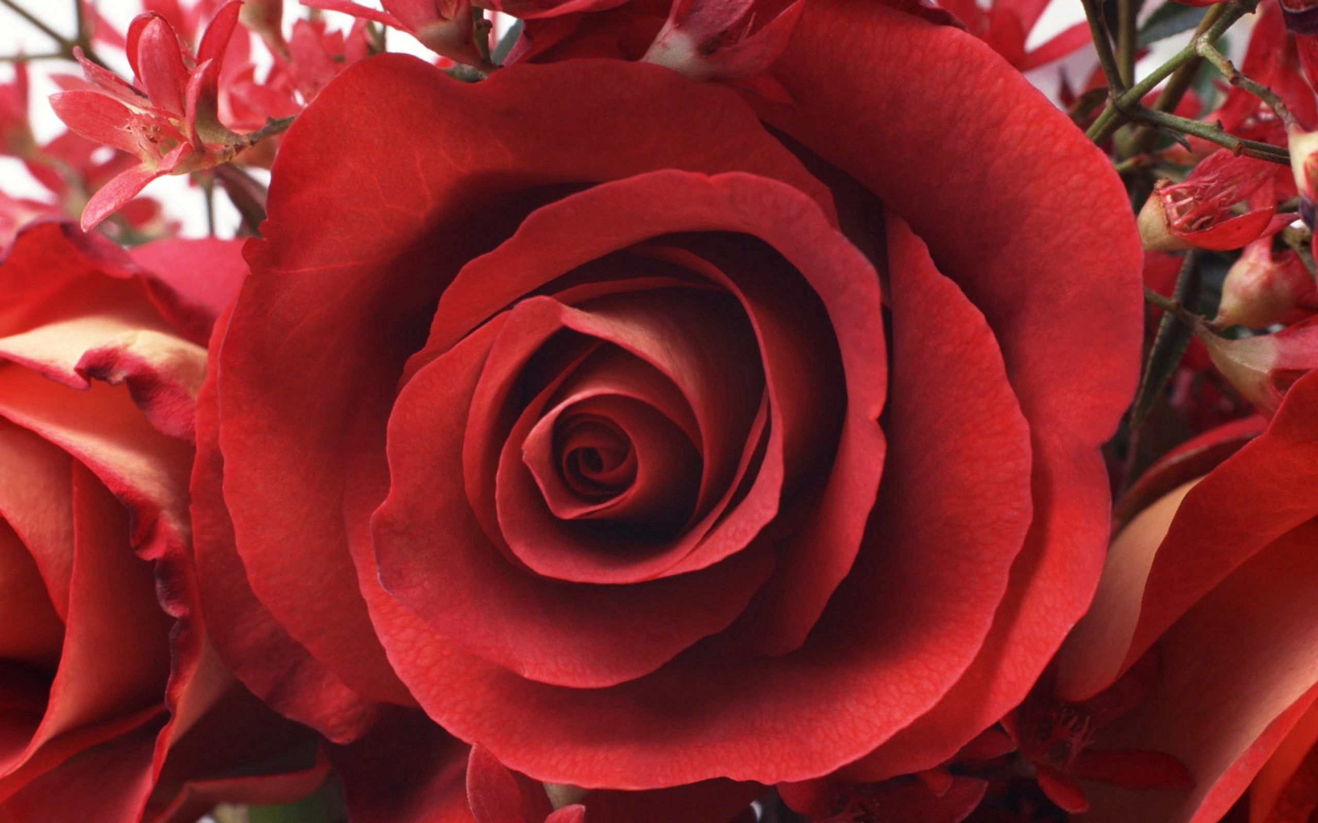 Скачати мобільні шпалери Брунька, Бутон, Роза, Пелюстки, Троянда, Квіти безкоштовно.