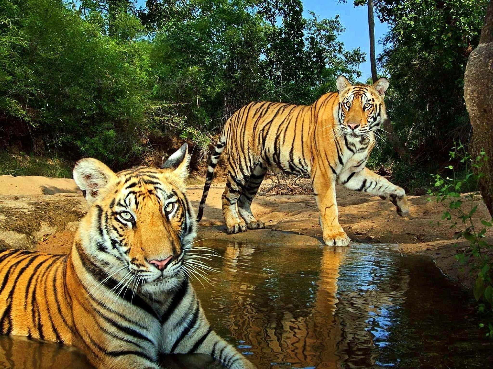 Téléchargez gratuitement l'image Animaux, Tigre sur le bureau de votre PC