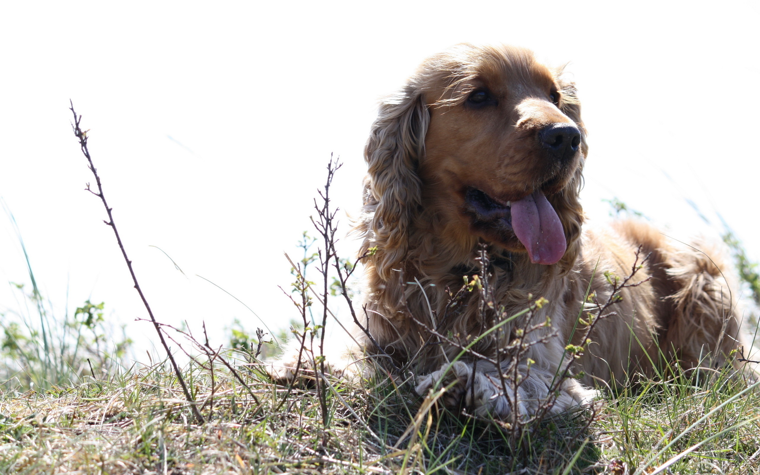 Téléchargez gratuitement l'image Animaux, Chiens, Chien sur le bureau de votre PC