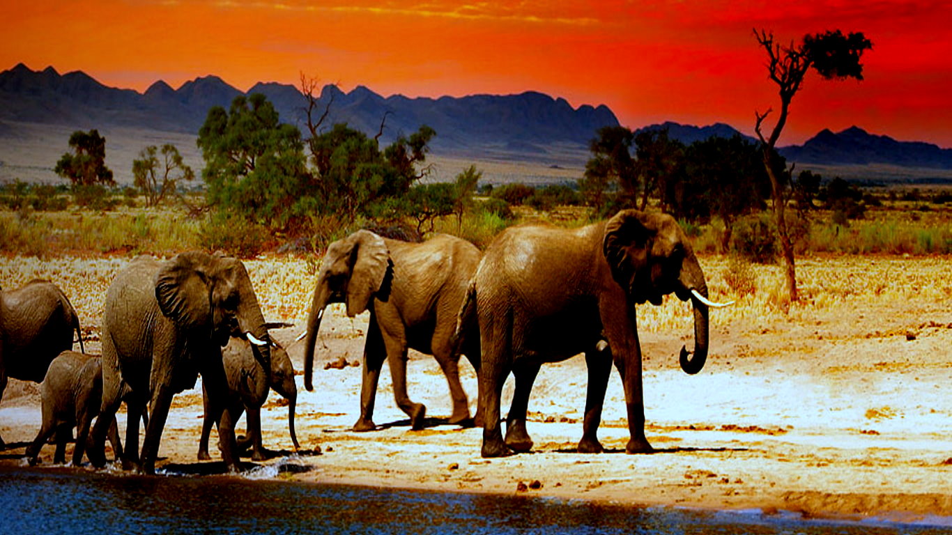 303625 Шпалери і Африканський Чагарниковий Слон картинки на робочий стіл. Завантажити  заставки на ПК безкоштовно