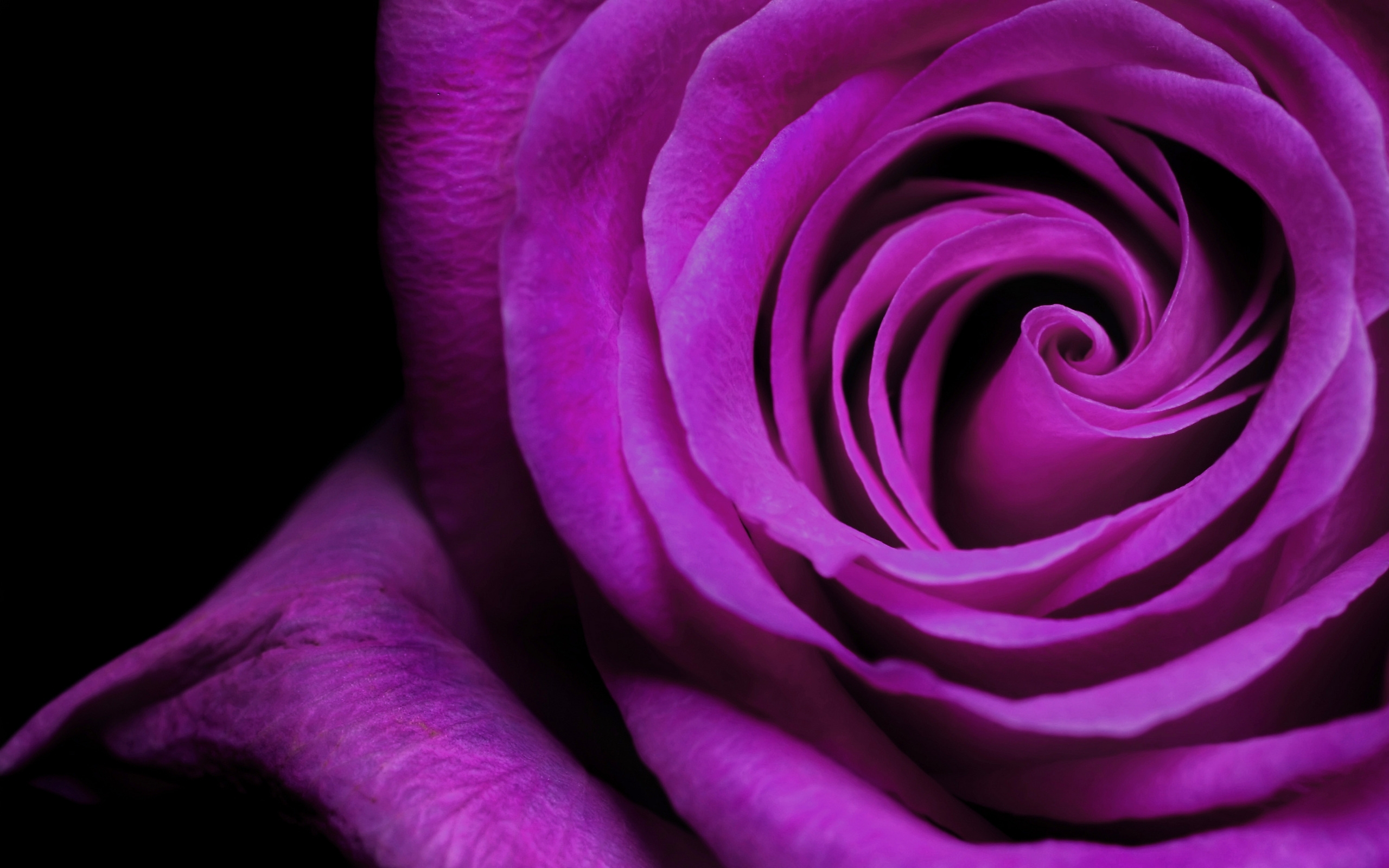 Descarga gratuita de fondo de pantalla para móvil de Roses, Flores, Plantas, Fondo, Violeta.