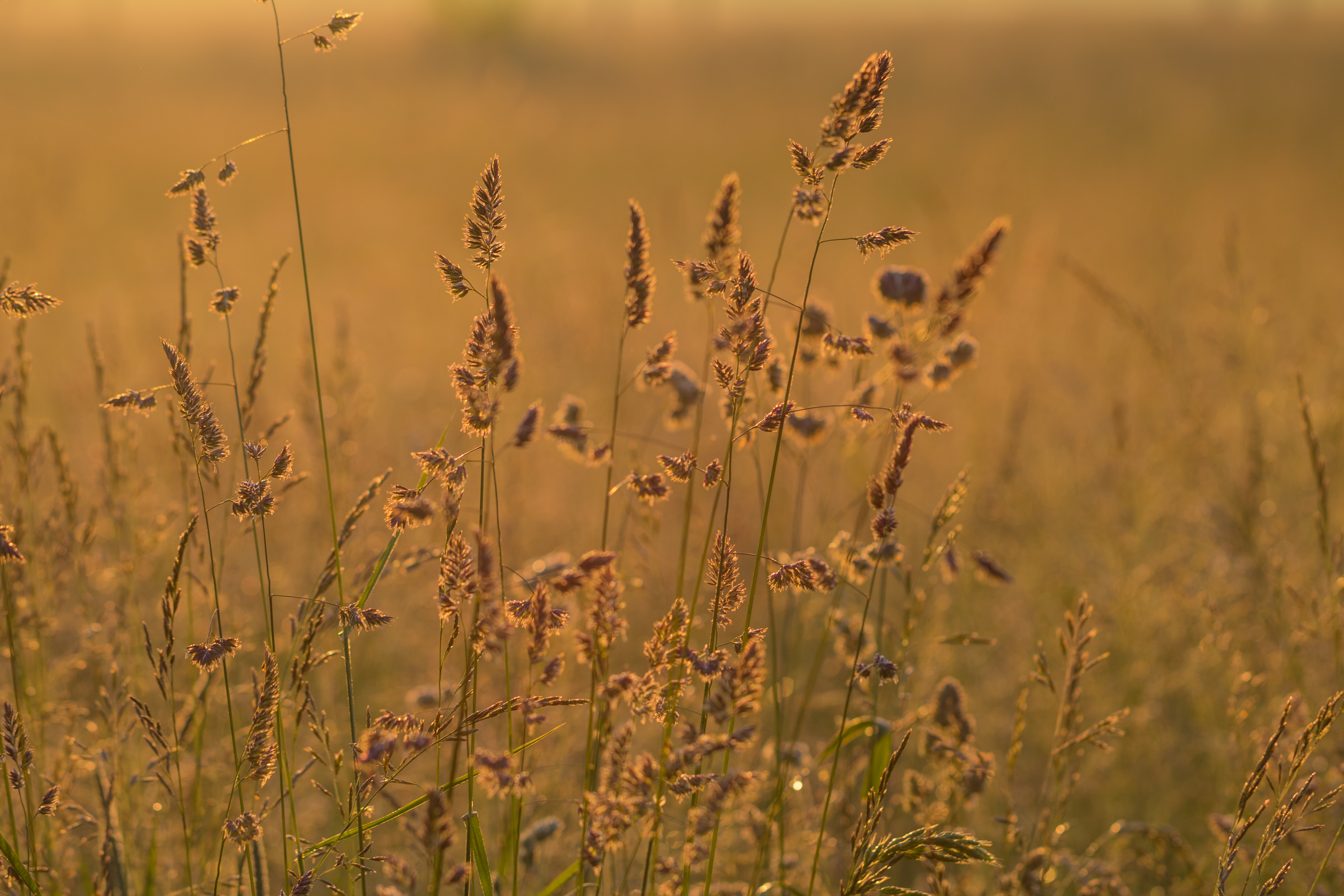 spikes, field, nature, grass, ears, dry 8K