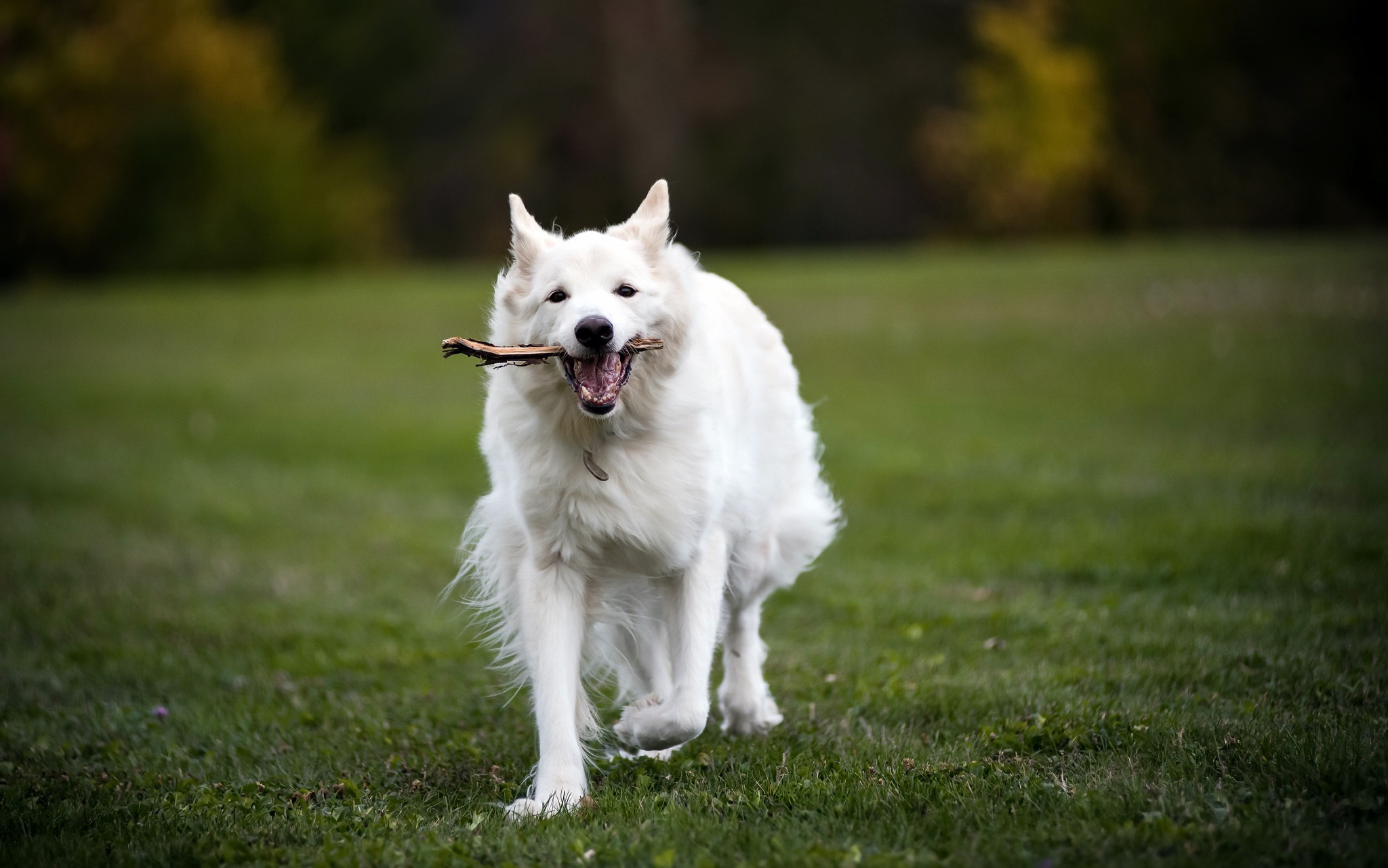 Download mobile wallpaper Dogs, Grass, Dog, Animal, Depth Of Field for free.