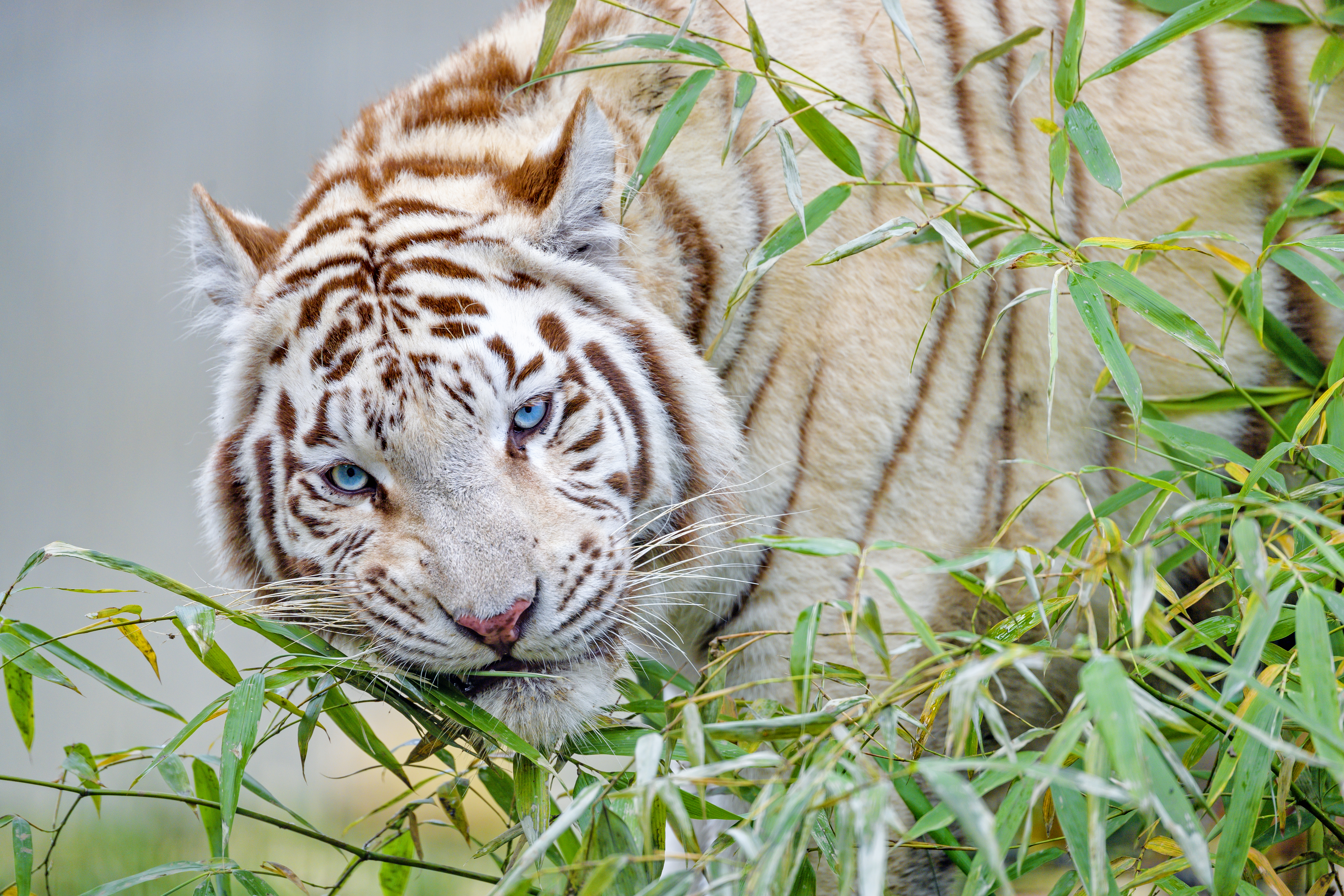 103835 скачать обои большая кошка, ветка, белый тигр, тигр, животные, бамбук - заставки и картинки бесплатно
