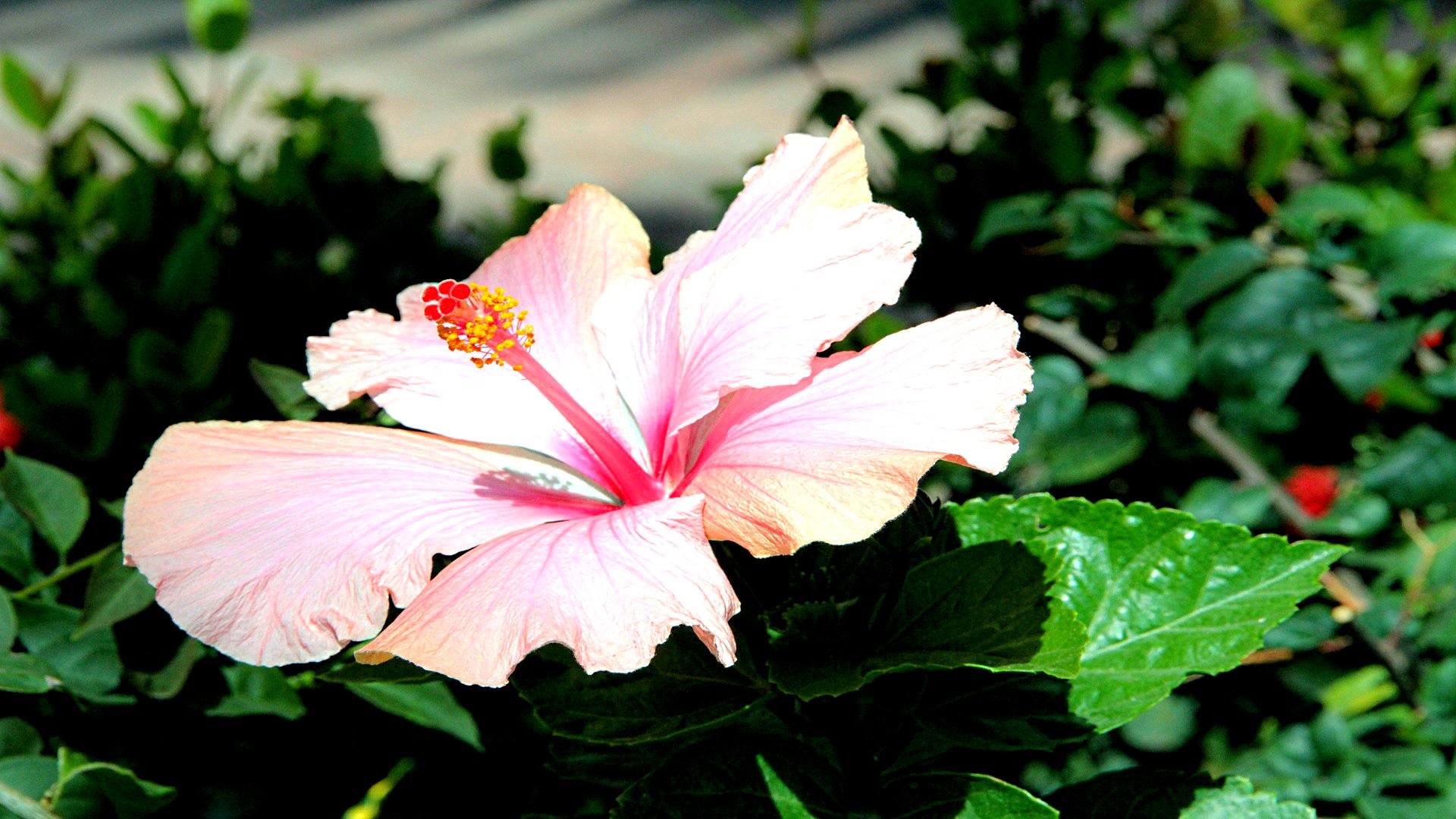 Descarga gratuita de fondo de pantalla para móvil de Hibisco, Flores, Flor, Tierra/naturaleza.
