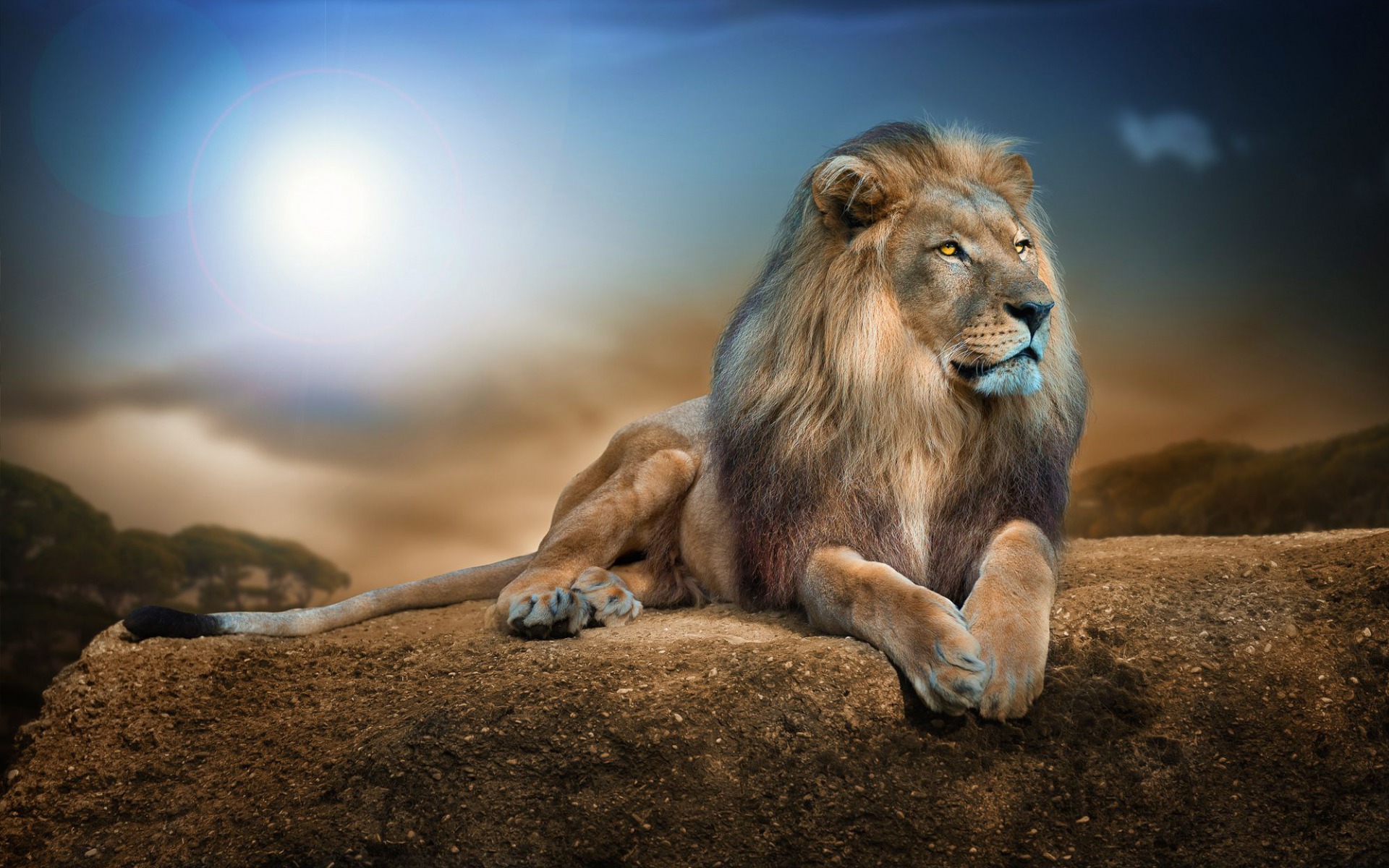 Download mobile wallpaper Lion, Animal for free.