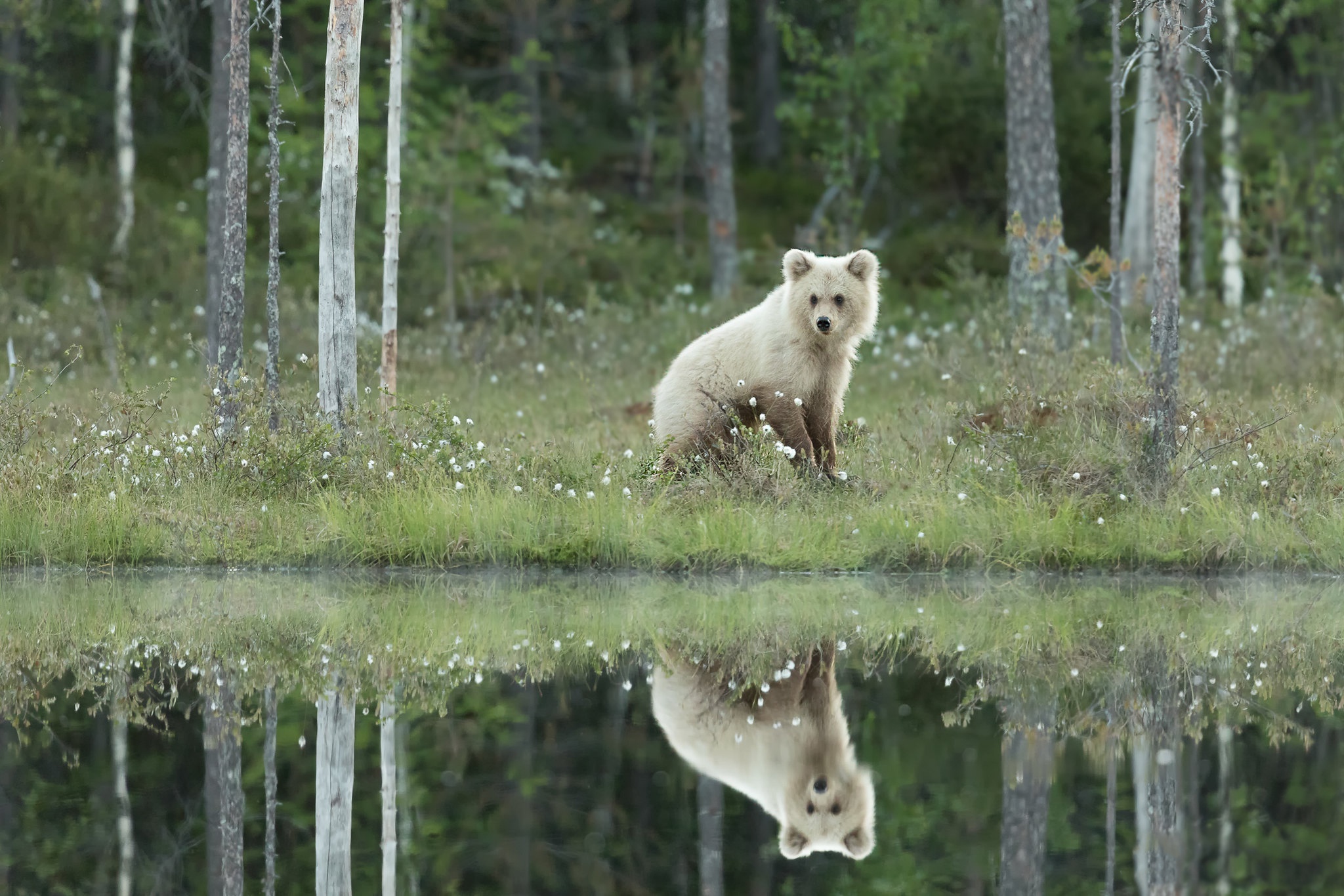 Free download wallpaper Bears, Reflection, Bear, Animal, Baby Animal, Cub on your PC desktop