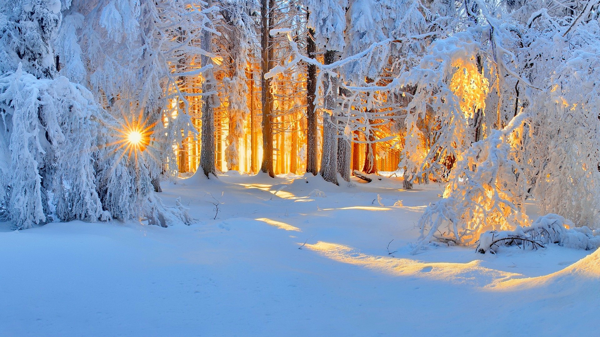 Baixar papel de parede para celular de Inverno, Pôr Do Sol, Neve, Floresta, Árvore, Terra/natureza gratuito.