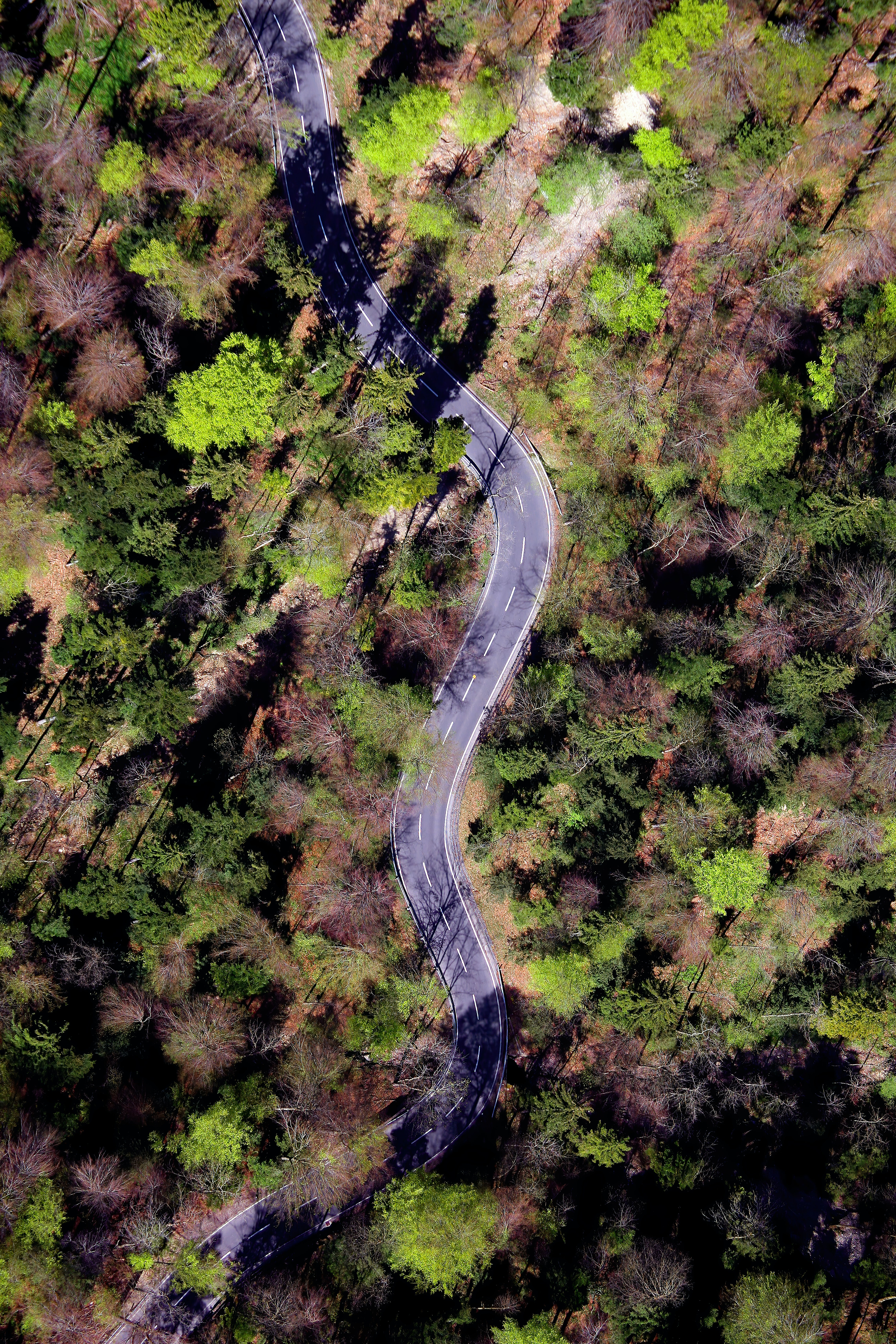 winding, nature, trees, road, forest, sinuous 5K
