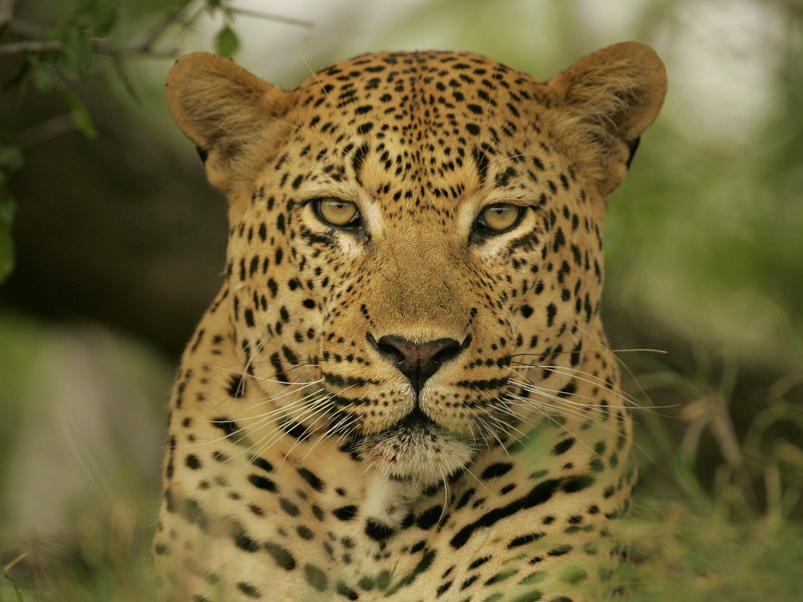 1435020 descargar fondo de pantalla animales, leopardo: protectores de pantalla e imágenes gratis