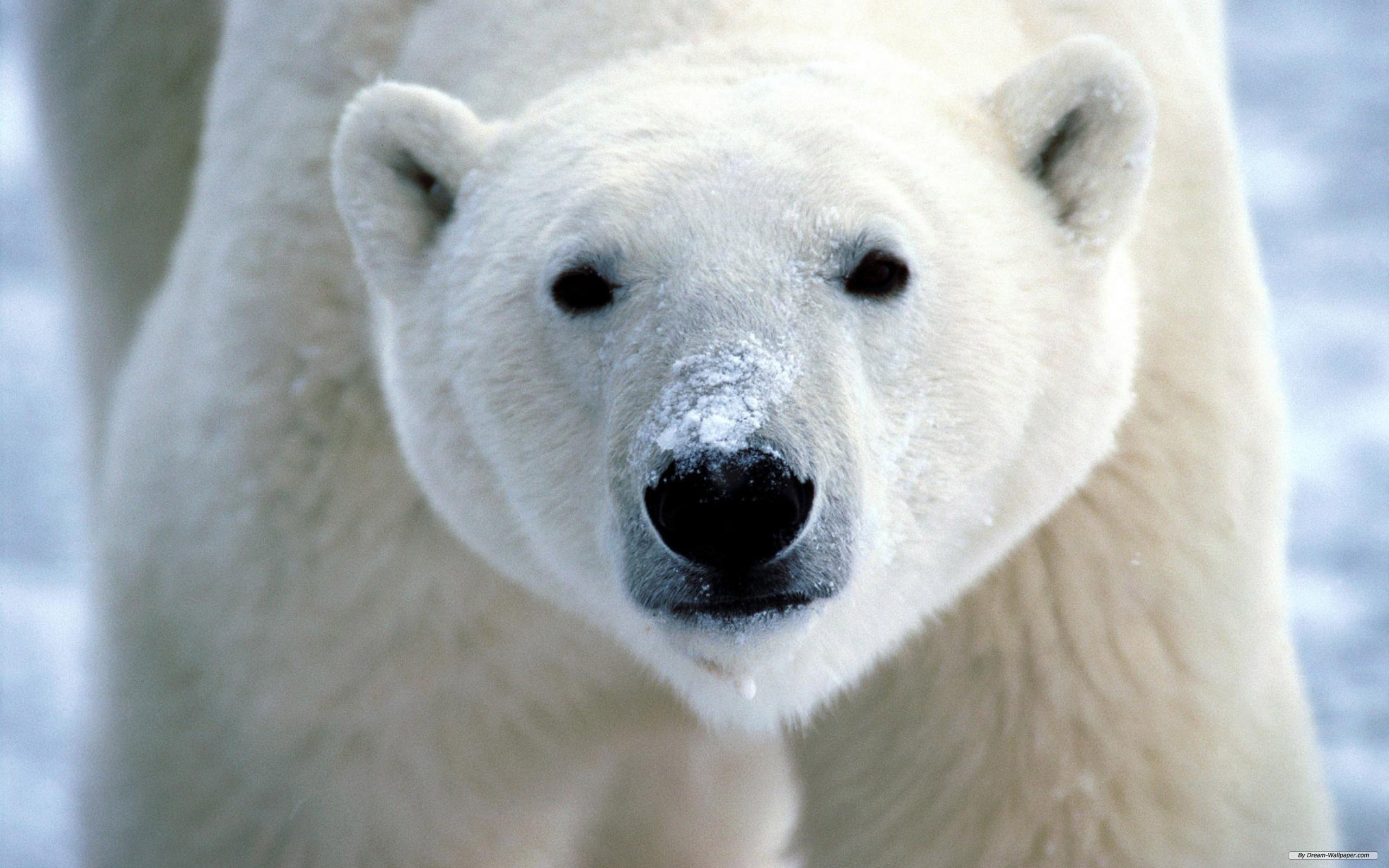 animal, polar bear, bears HD wallpaper