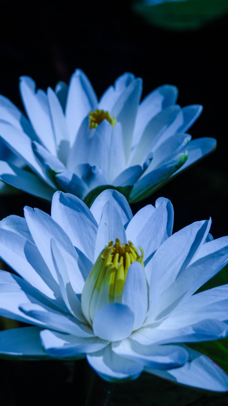 Download mobile wallpaper Flowers, Flower, Earth, Water Lily, Blue Flower for free.