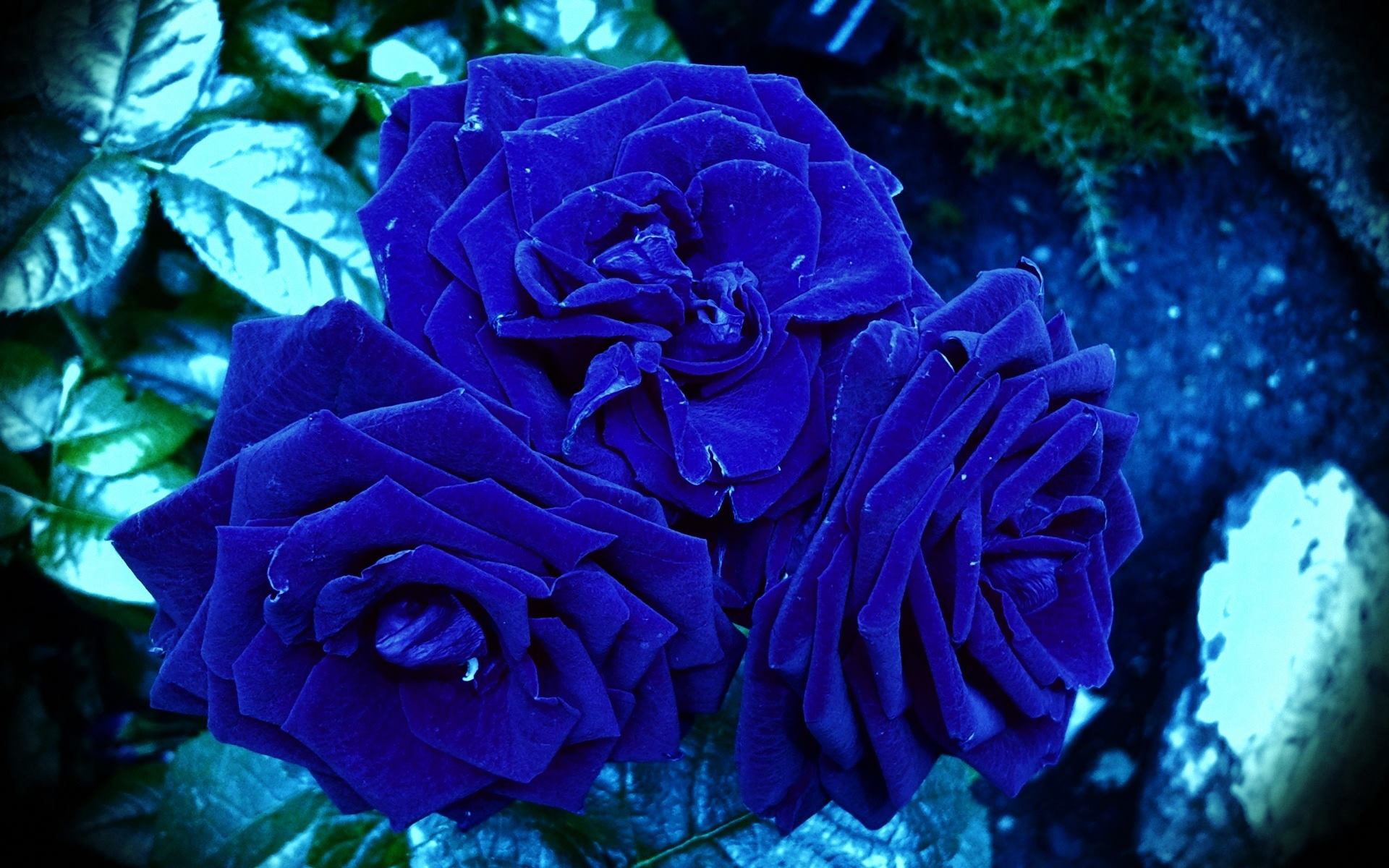 Завантажити шпалери безкоштовно Квітка, Роза, Земля, Синя Квітка, Флауерзи картинка на робочий стіл ПК