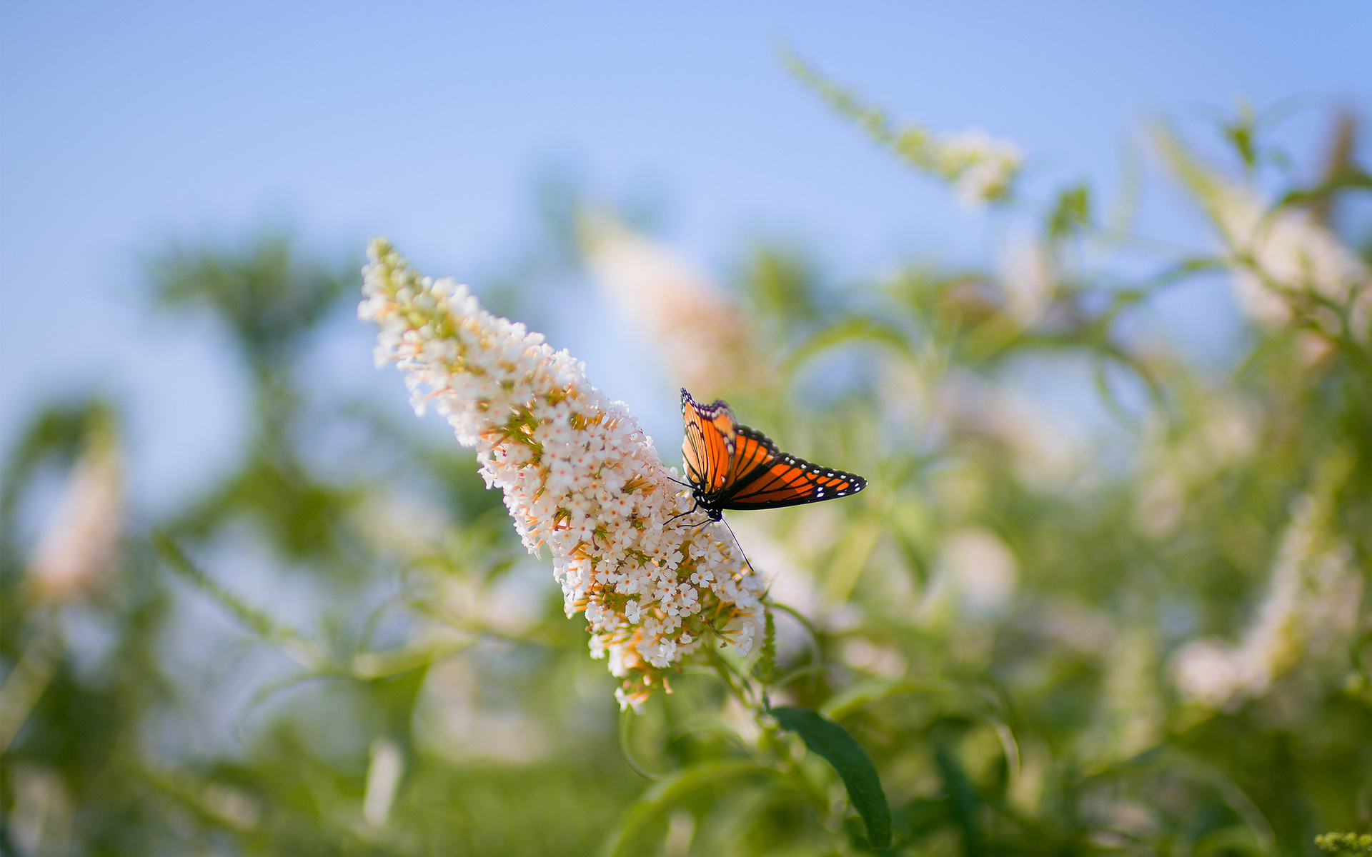 Free download wallpaper Nature, Flower, Butterfly, Animal on your PC desktop