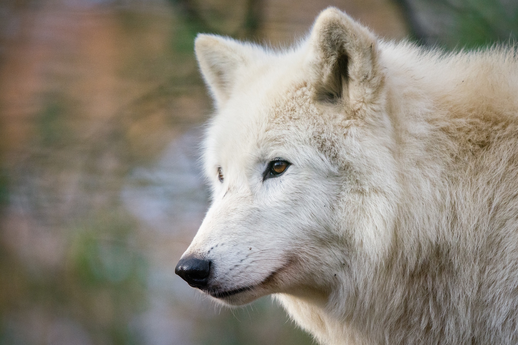 Скачать картинку Животные, Волки, Волк, Белый Волк, Глубина Резкости в телефон бесплатно.