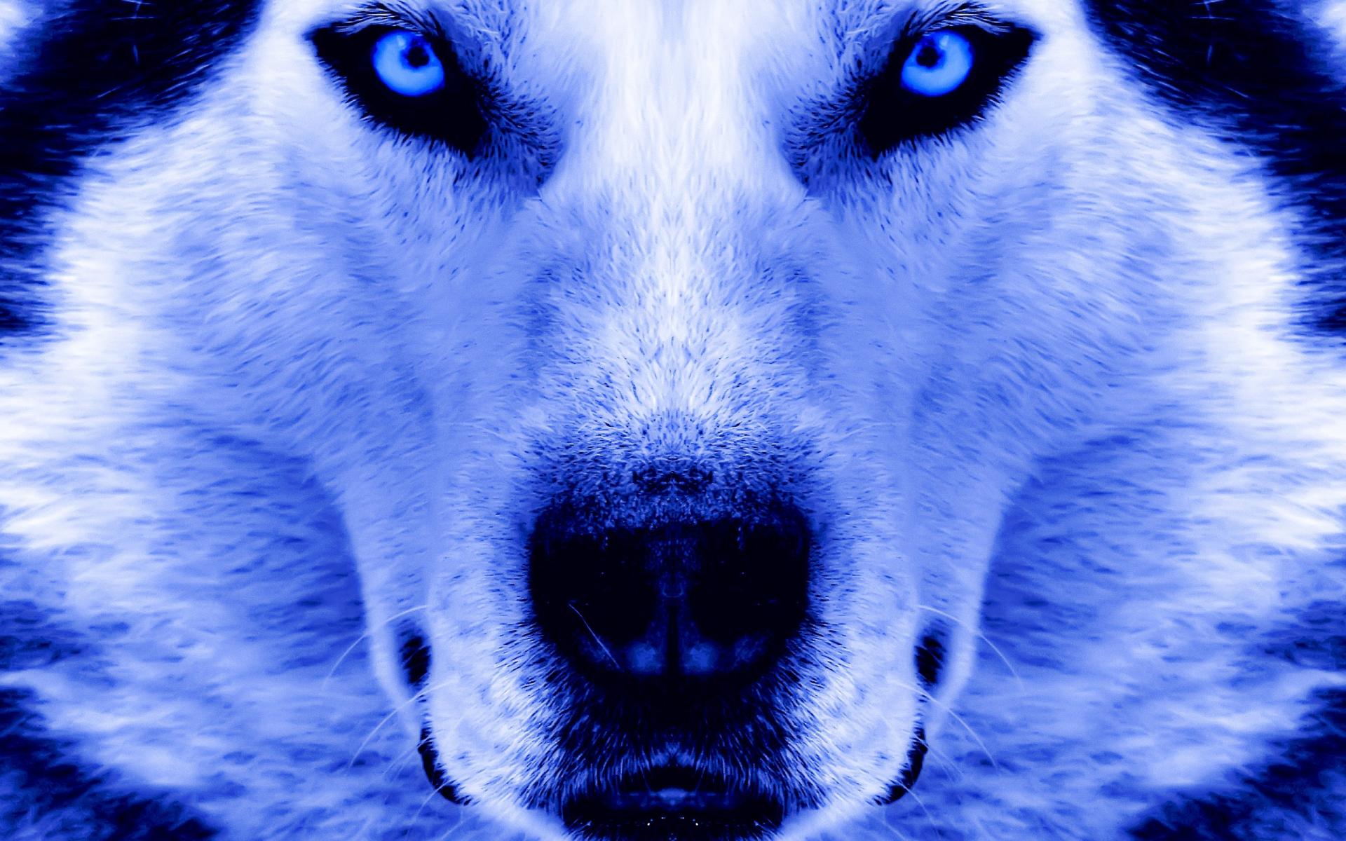 Download mobile wallpaper Dogs, Dog, Close Up, Animal, Husky, Face, Blue Eyes for free.