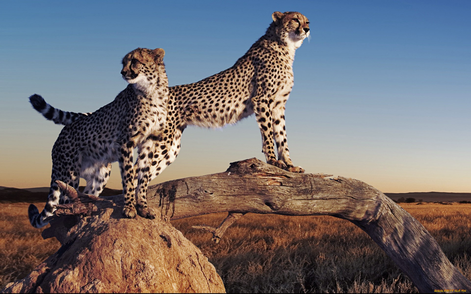 318722 Hintergrundbild herunterladen gepard, tiere, katzen - Bildschirmschoner und Bilder kostenlos